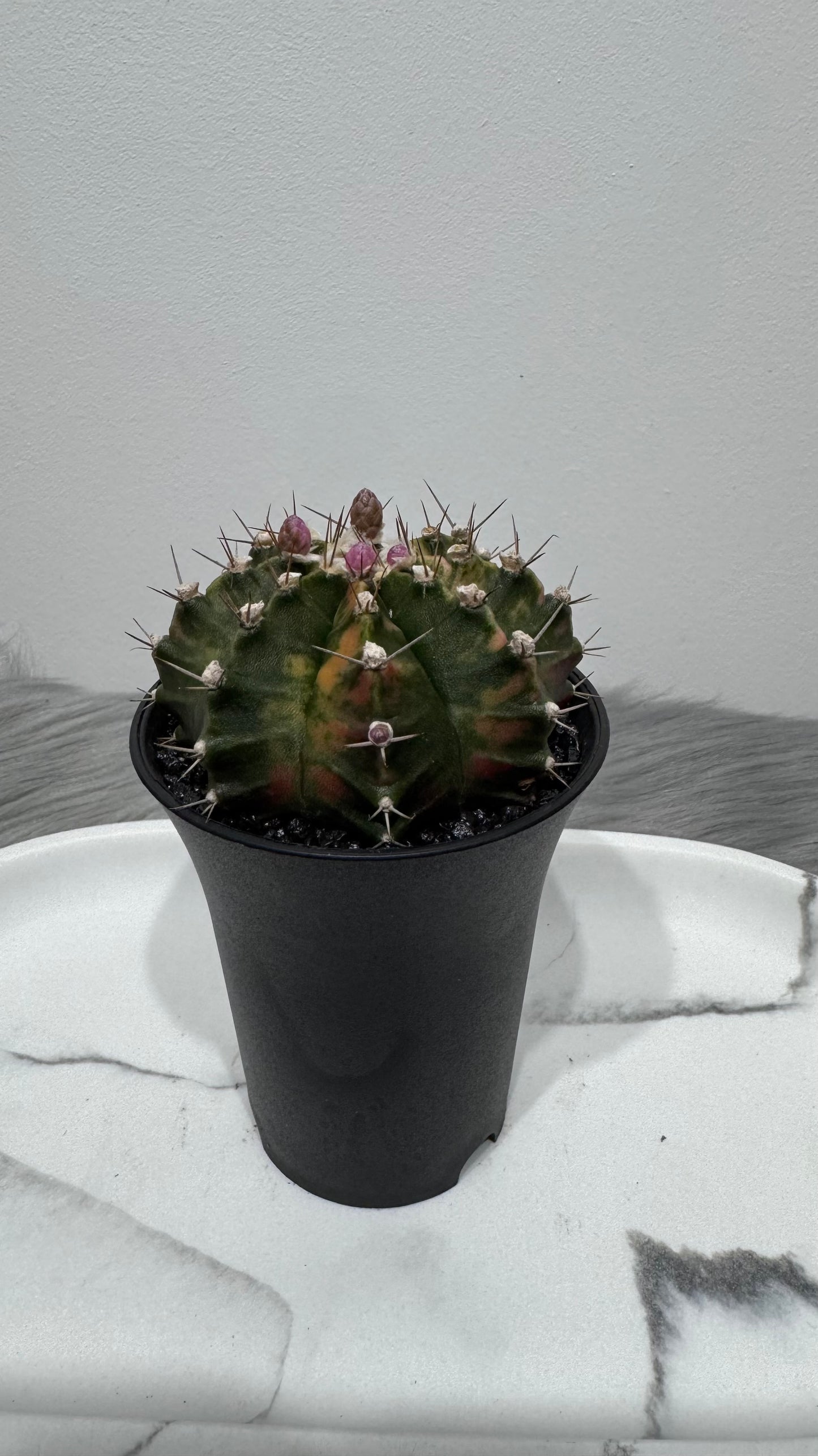 Gymnocalycium mihanovichii variegata