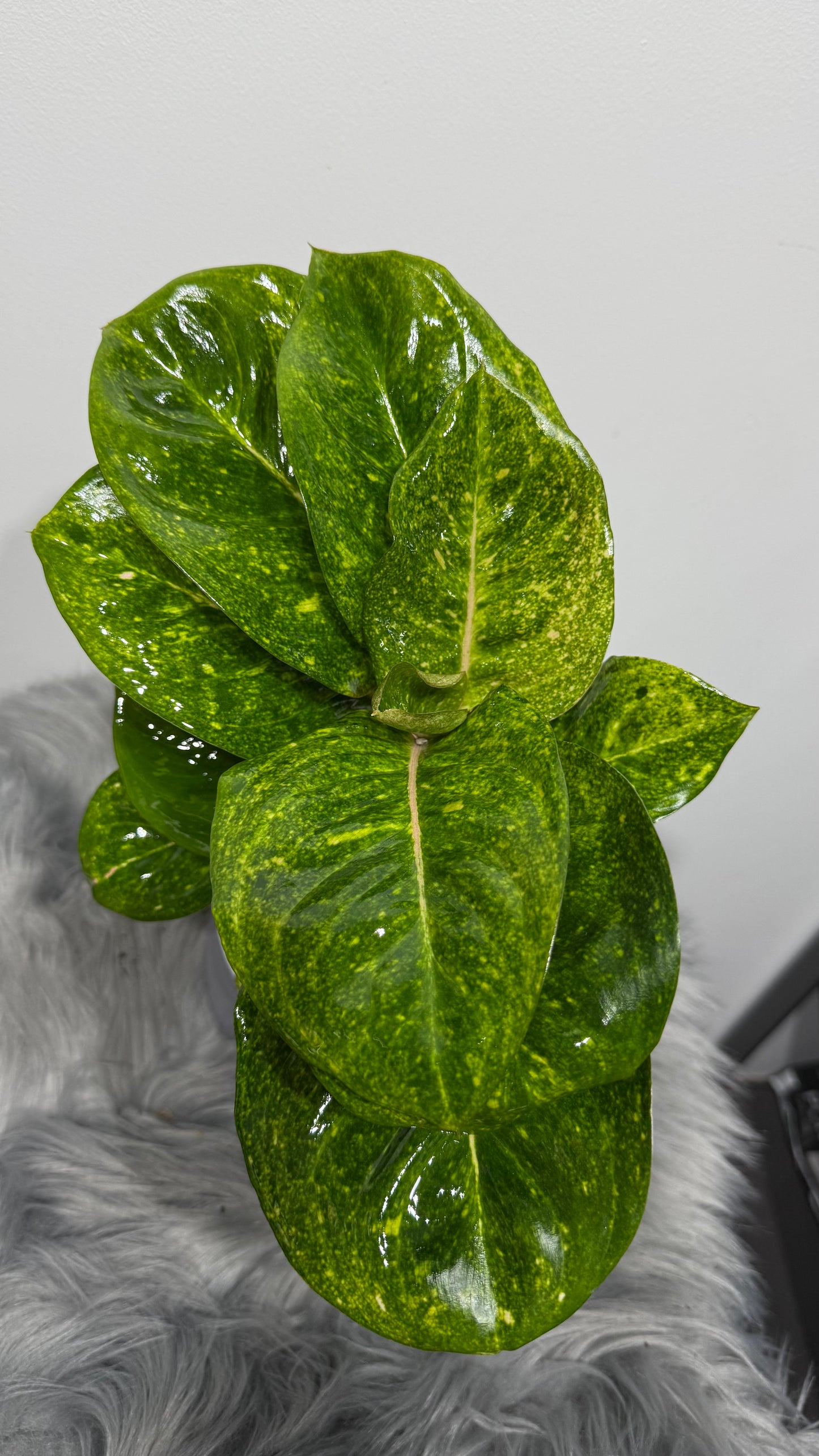 Aglaonema 7