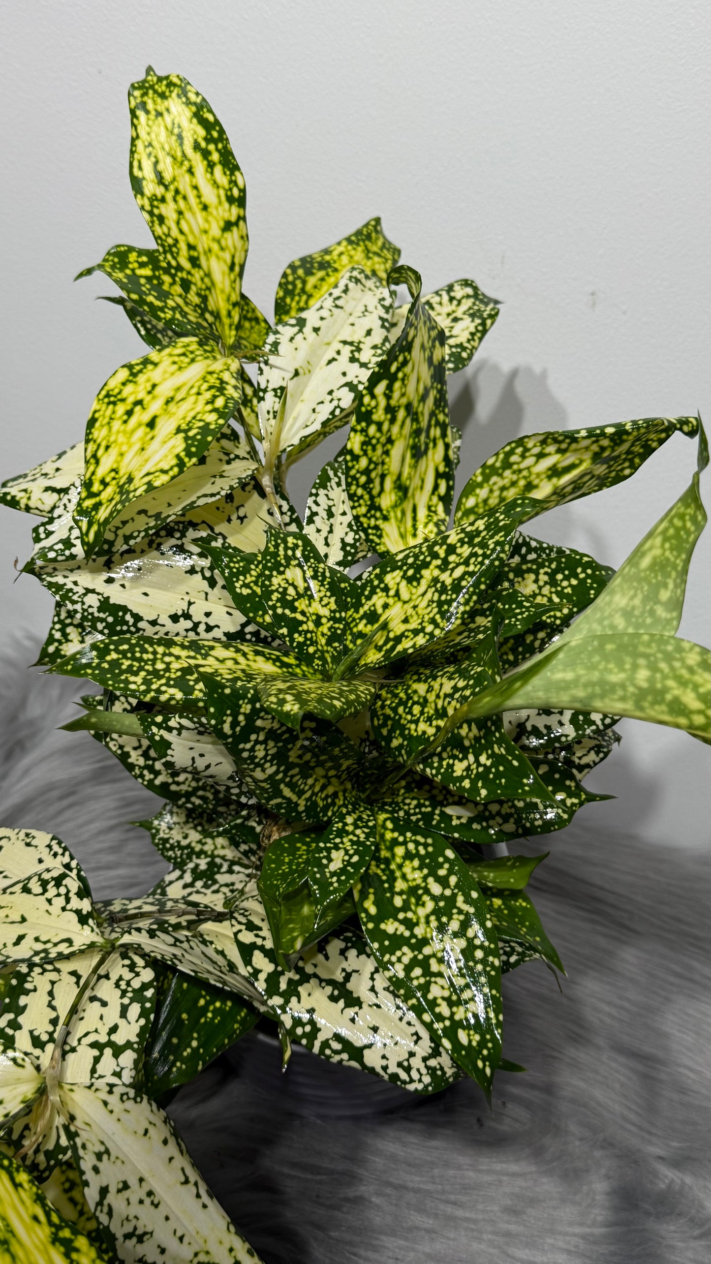 Dracaena Surculosa Florida Beauty