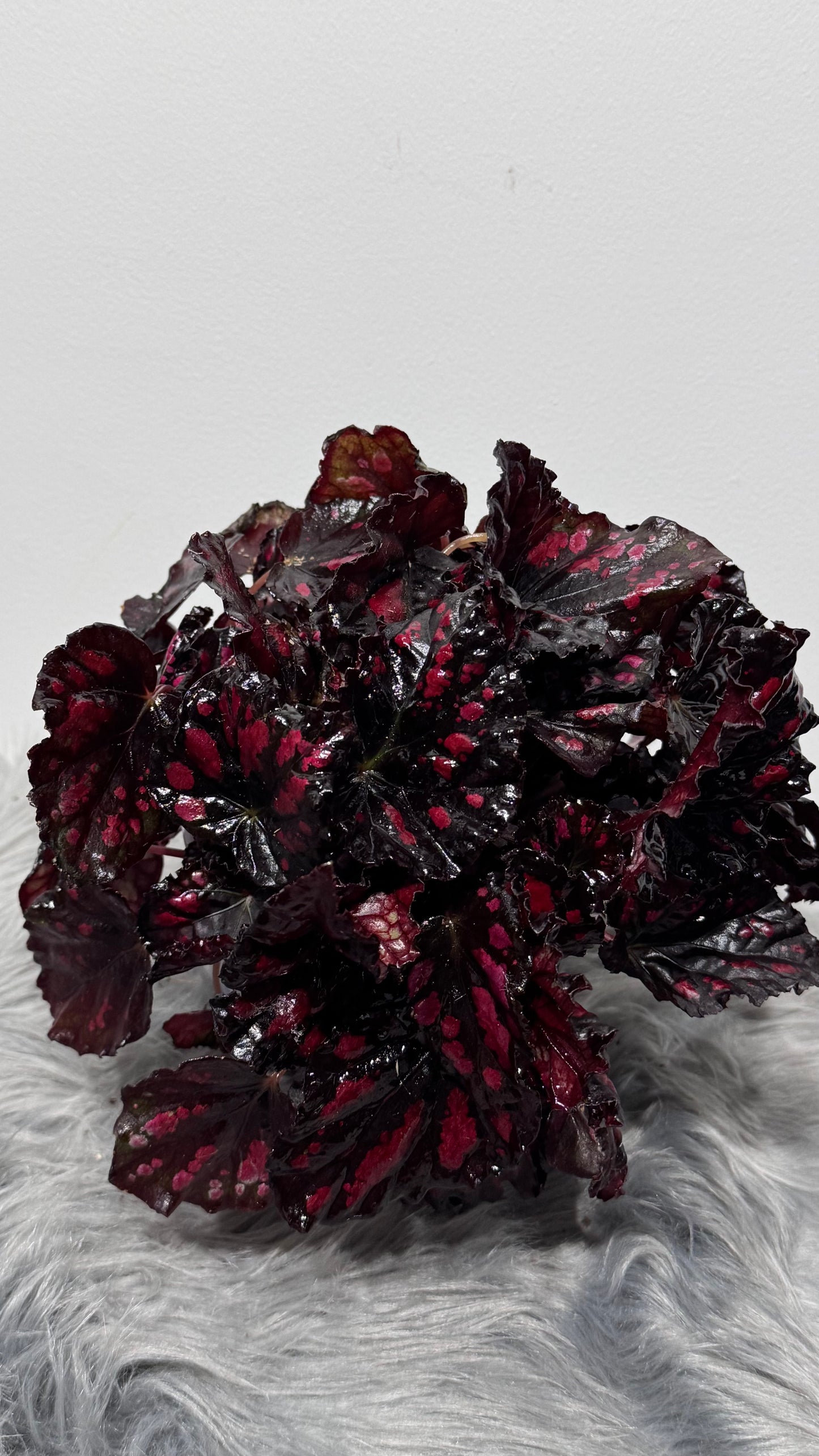 Begonia Rex 1