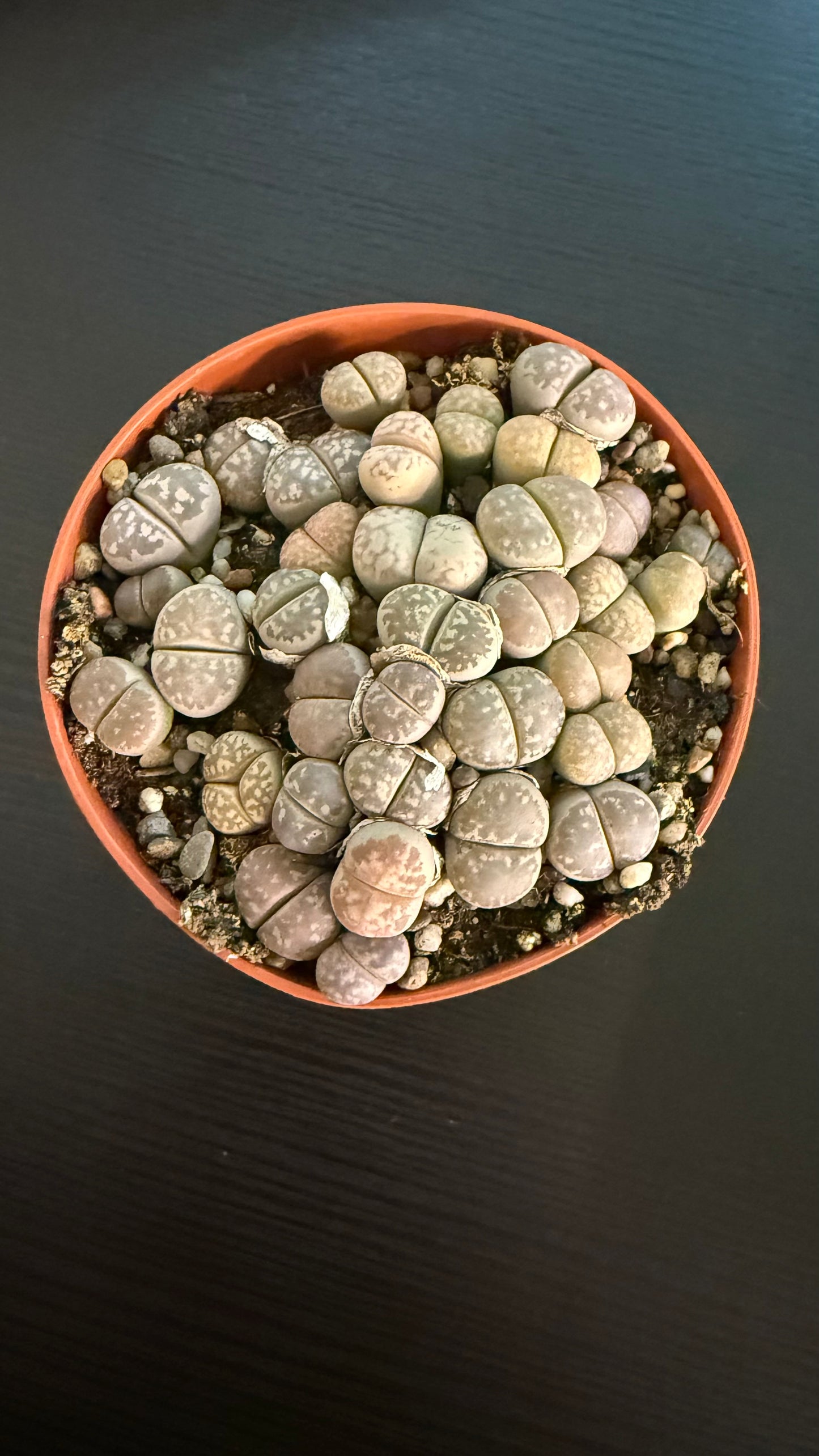 Lithops 4
