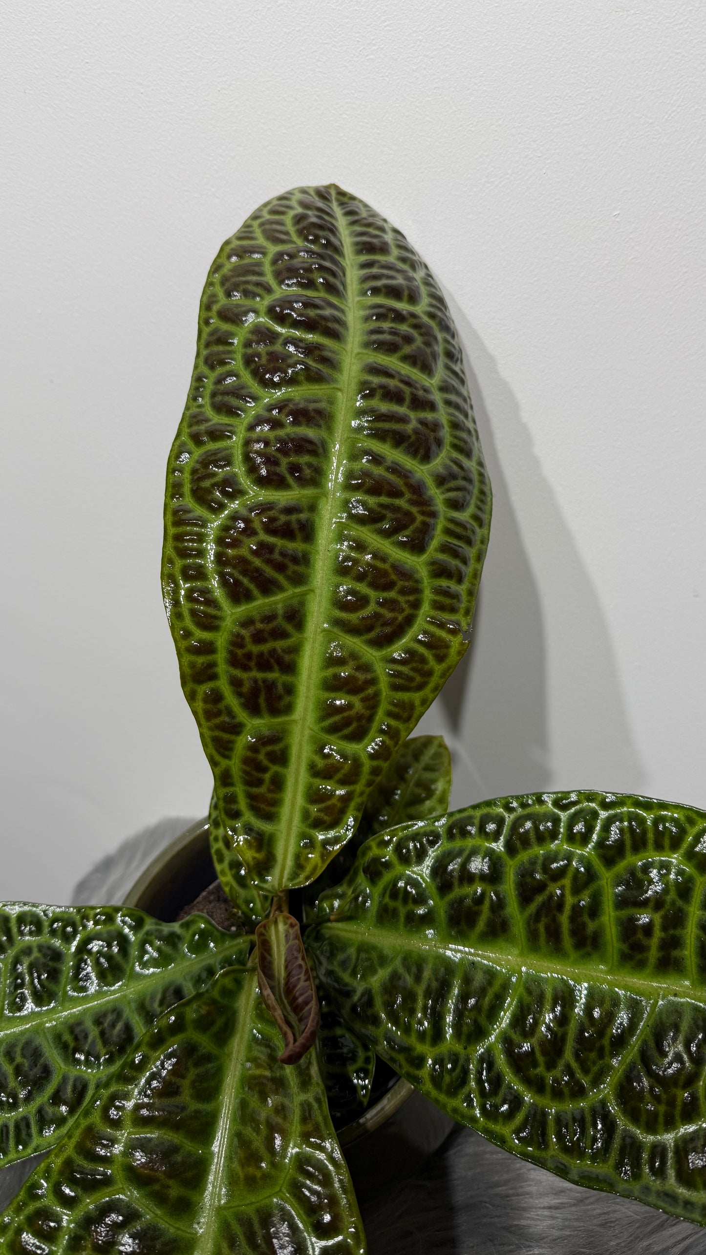 Labisia Obtusifolia Kura