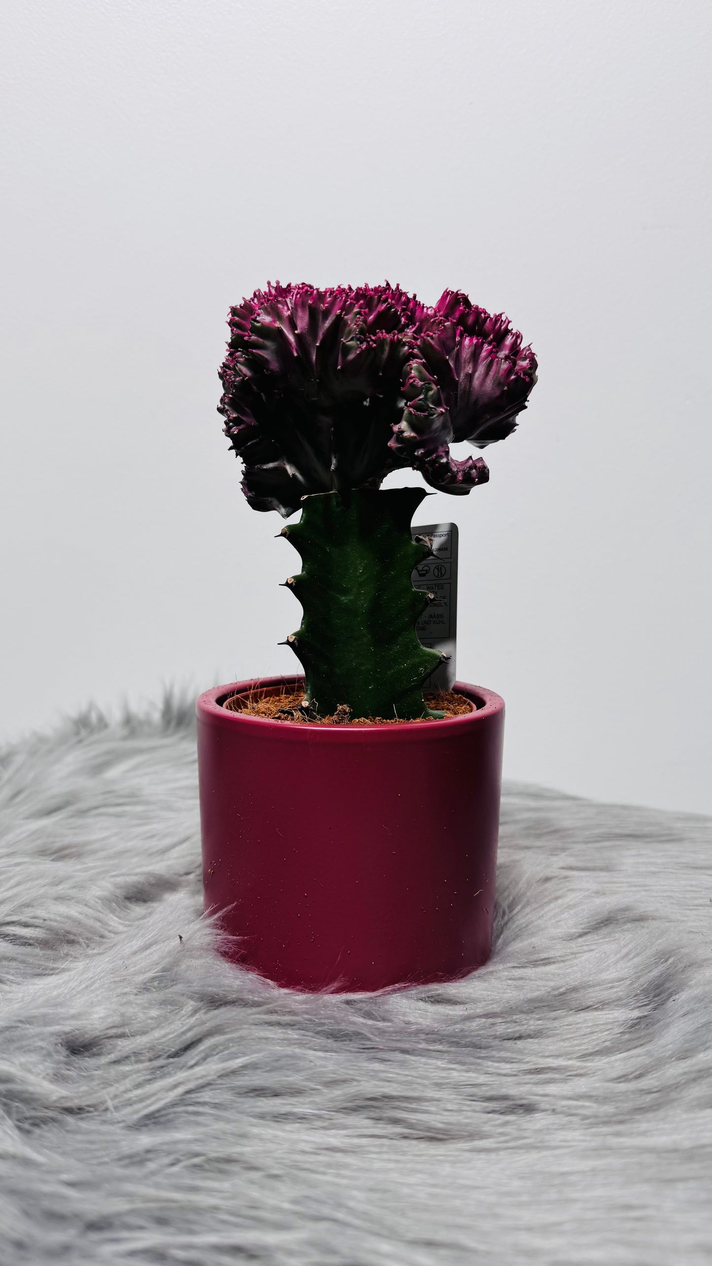 Euphorbia Cristata