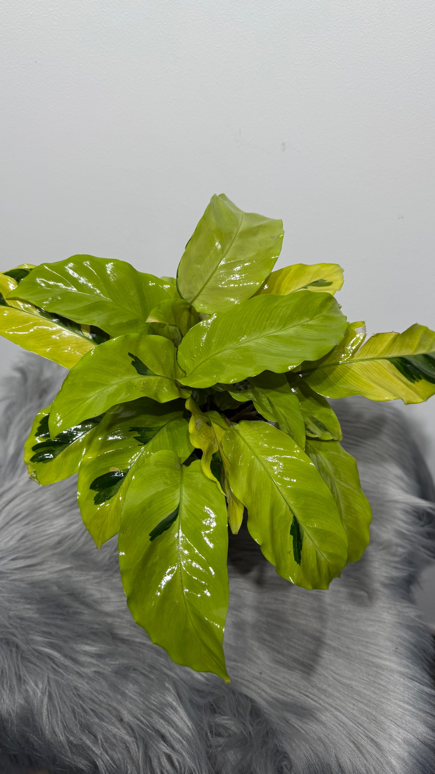 Calathea Fusion Yellow