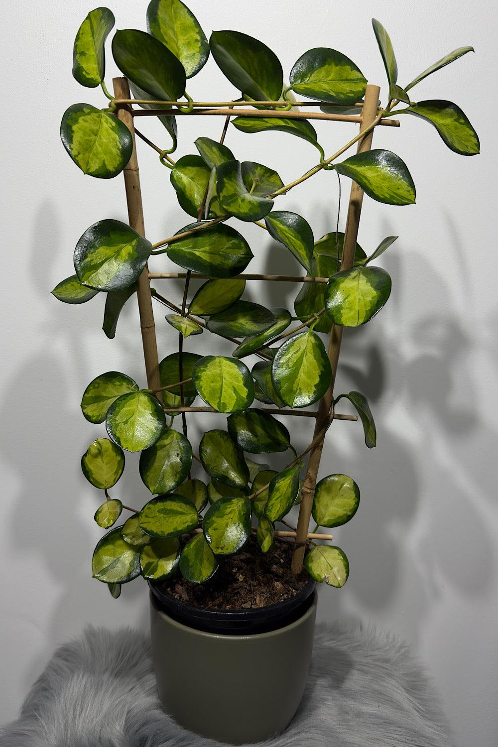 Hoya Australis Lisa - www.augi-plants.lv