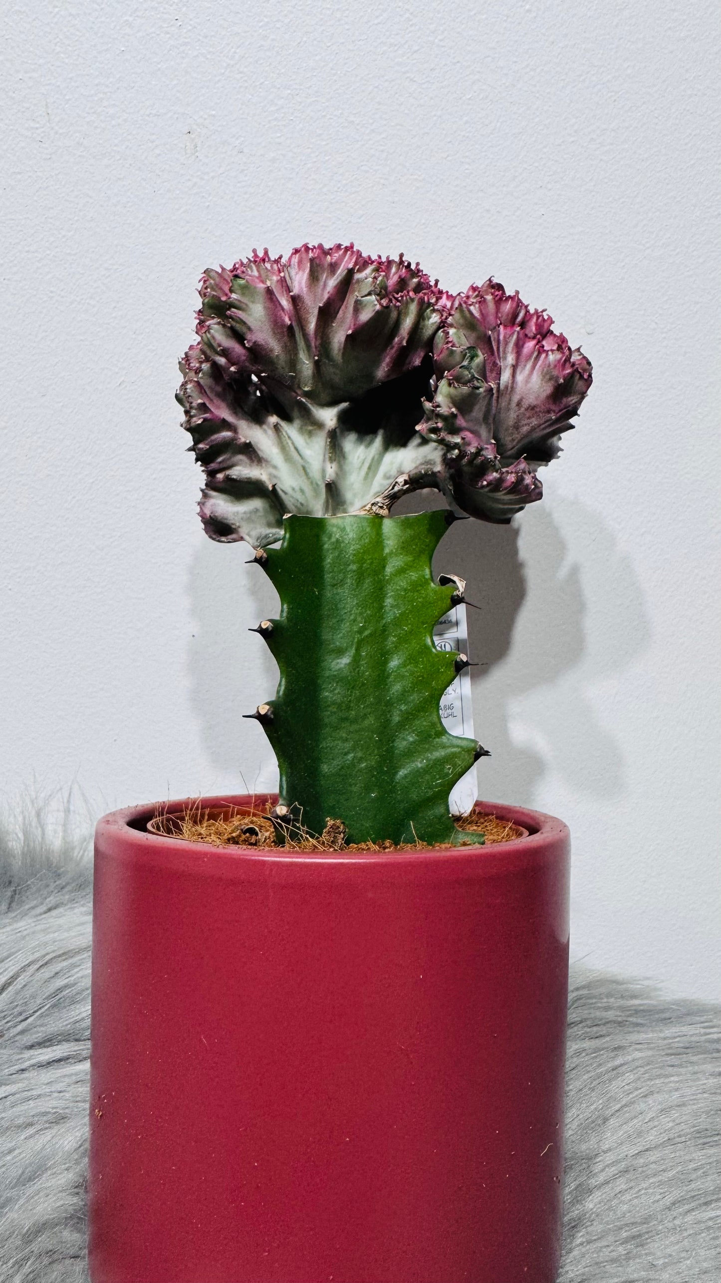Euphorbia Cristata