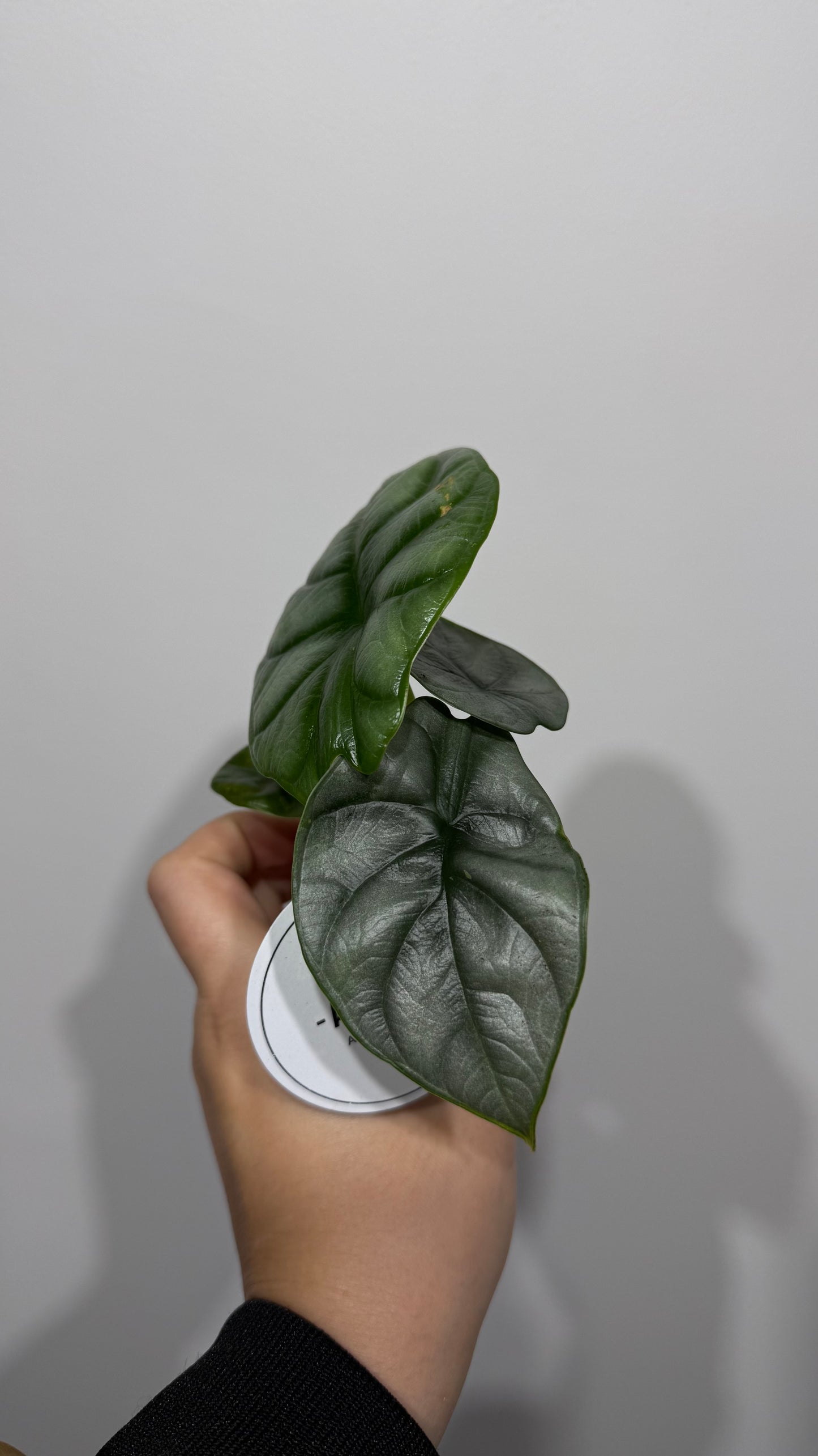 Alocasia Silver Dragon