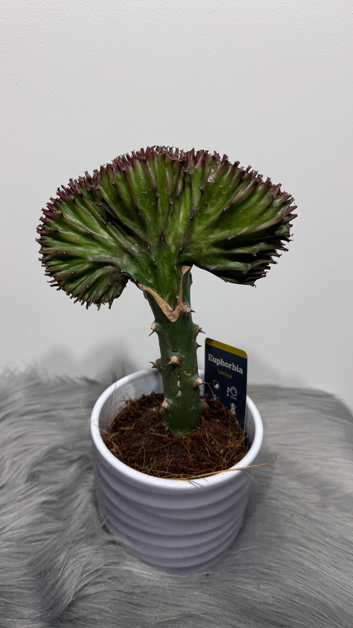 Euphorbia Cristata 3