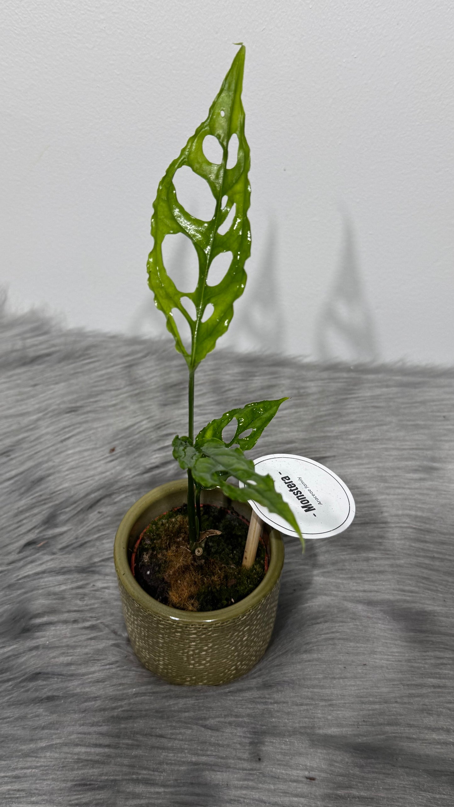 Monstera Obliqua Peru
