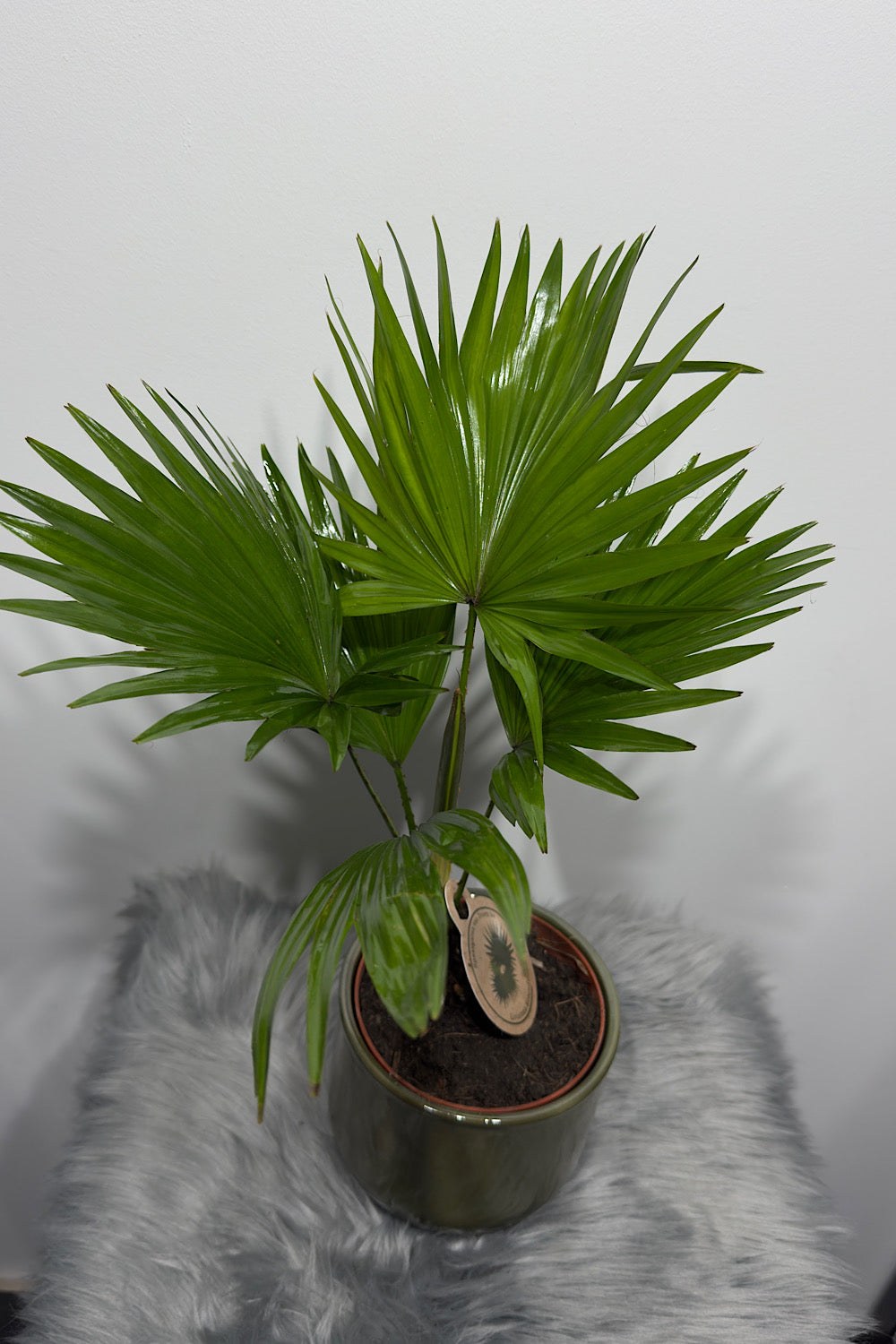 Livistona Rotundifolia - www.augi-plants.lv