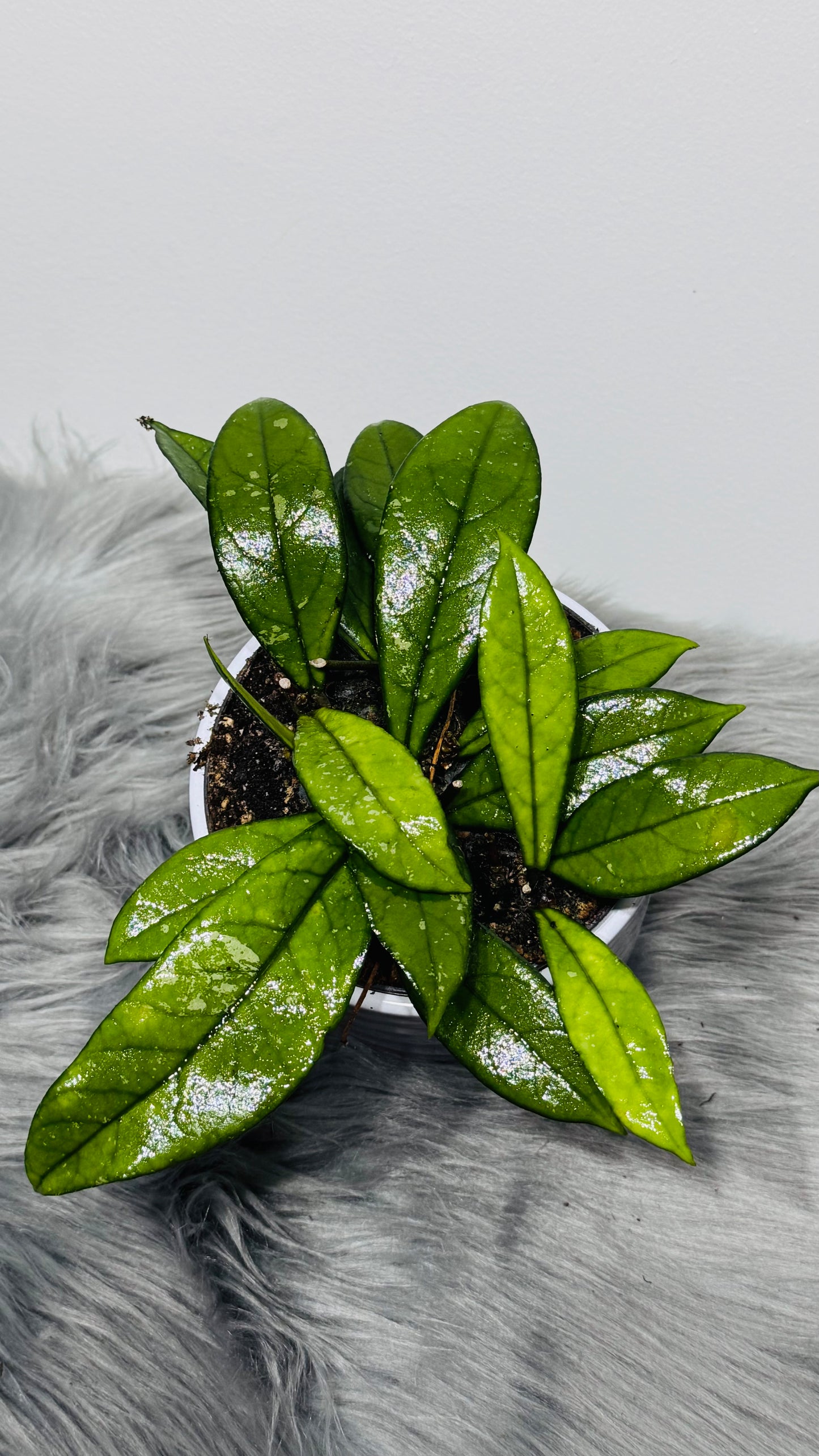 Hoya Cressipetiolata