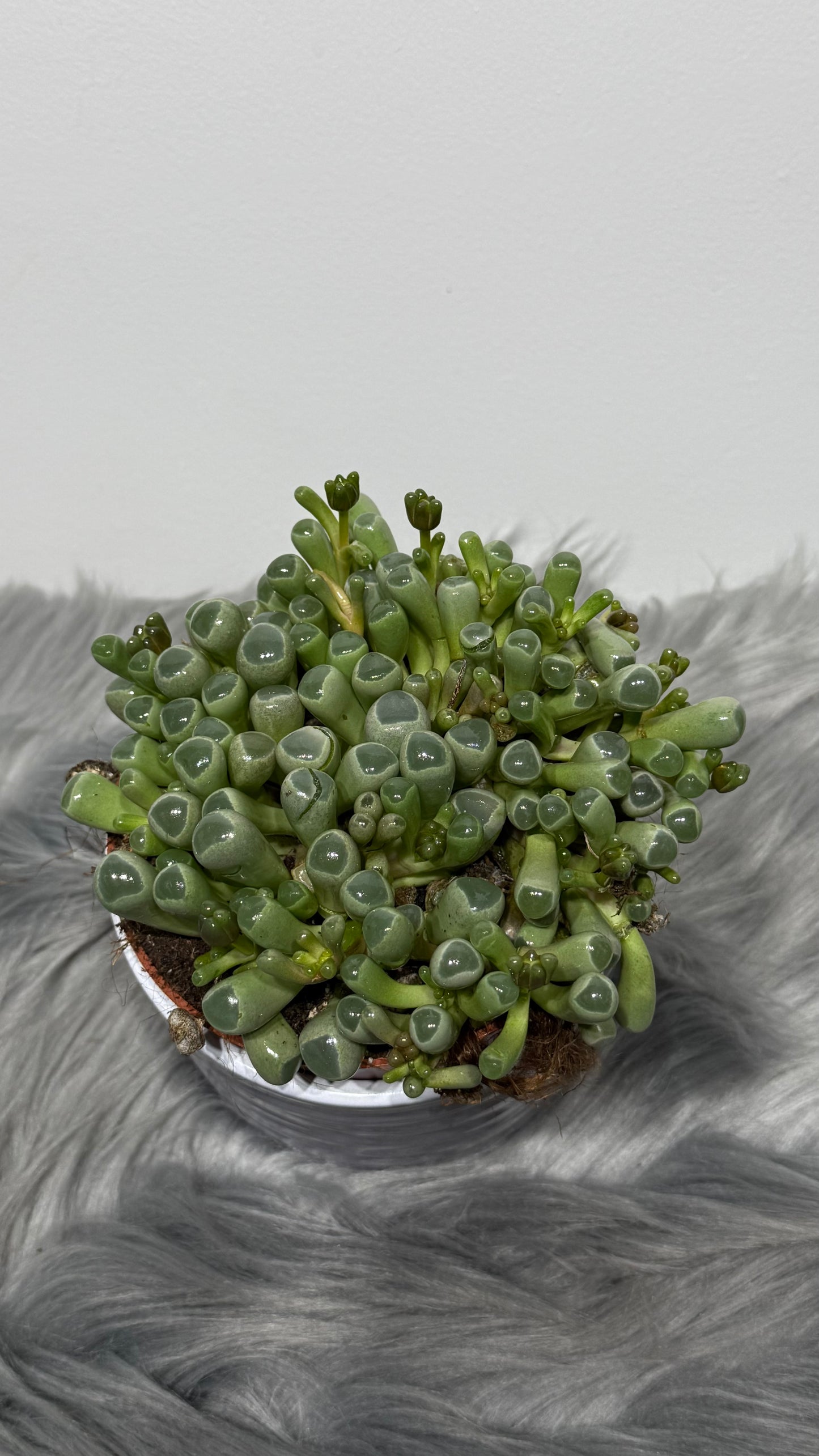 Fenestraria