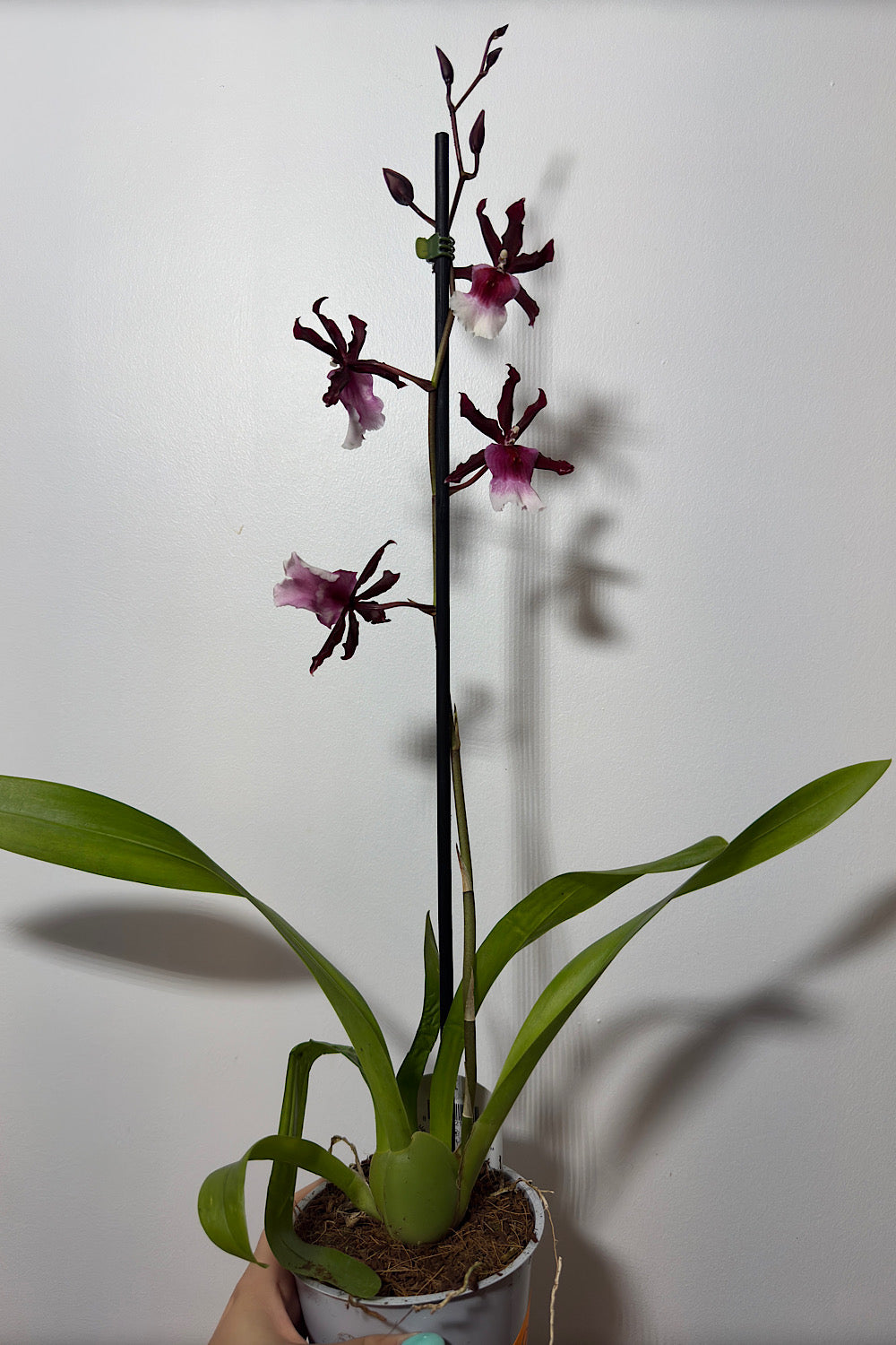 Orhideja Cambria 10 SMARŽO! - www.augi-plants.lv