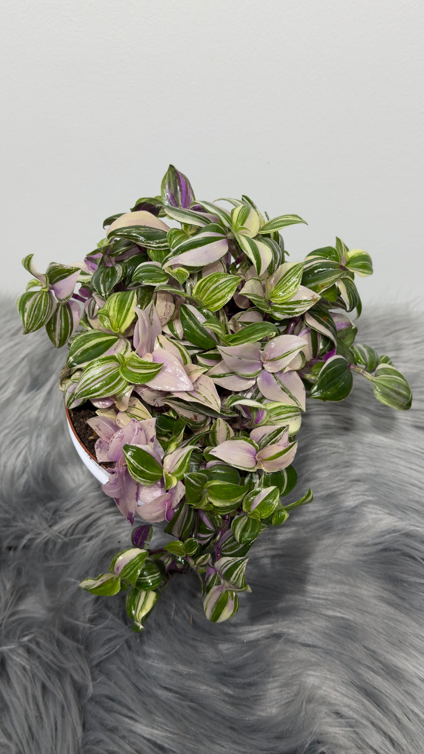 Tradescantia Quadricolor - www.augi-plants.lv