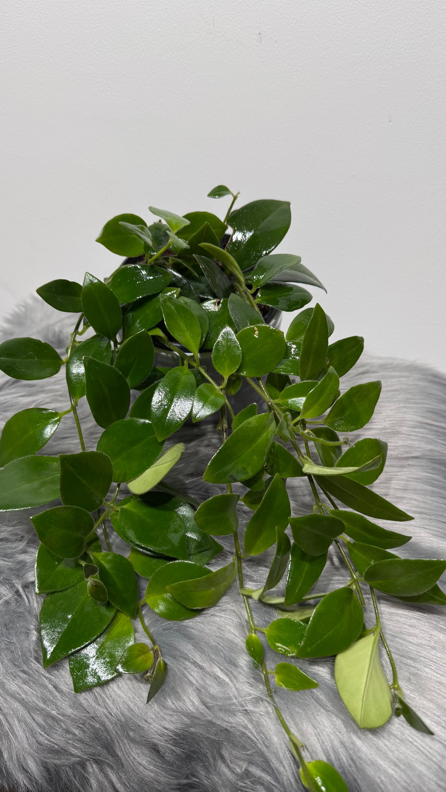 Aeschynanthus Mona Lisa/ Lipstick plant