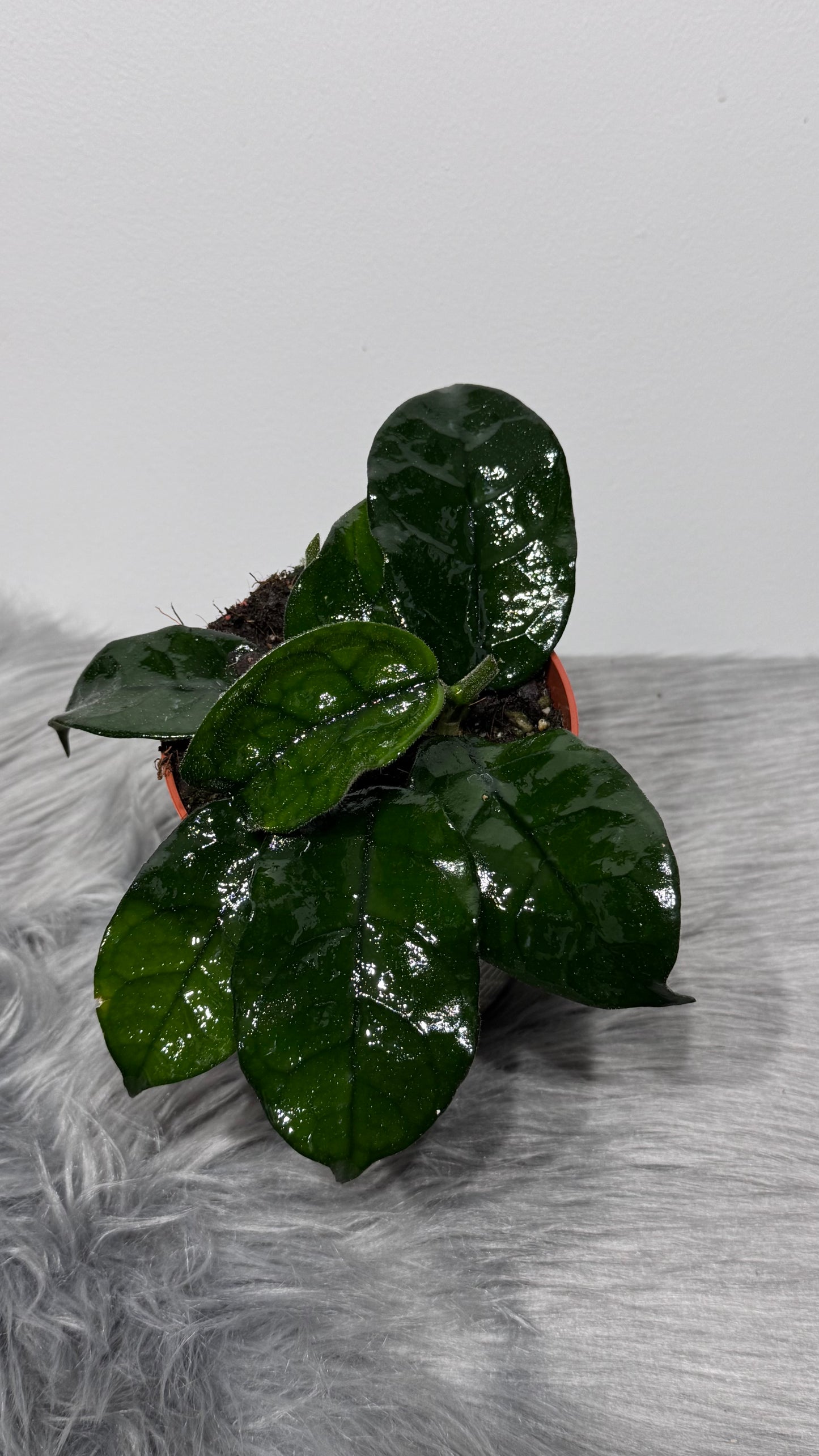 Hoya Villosa
