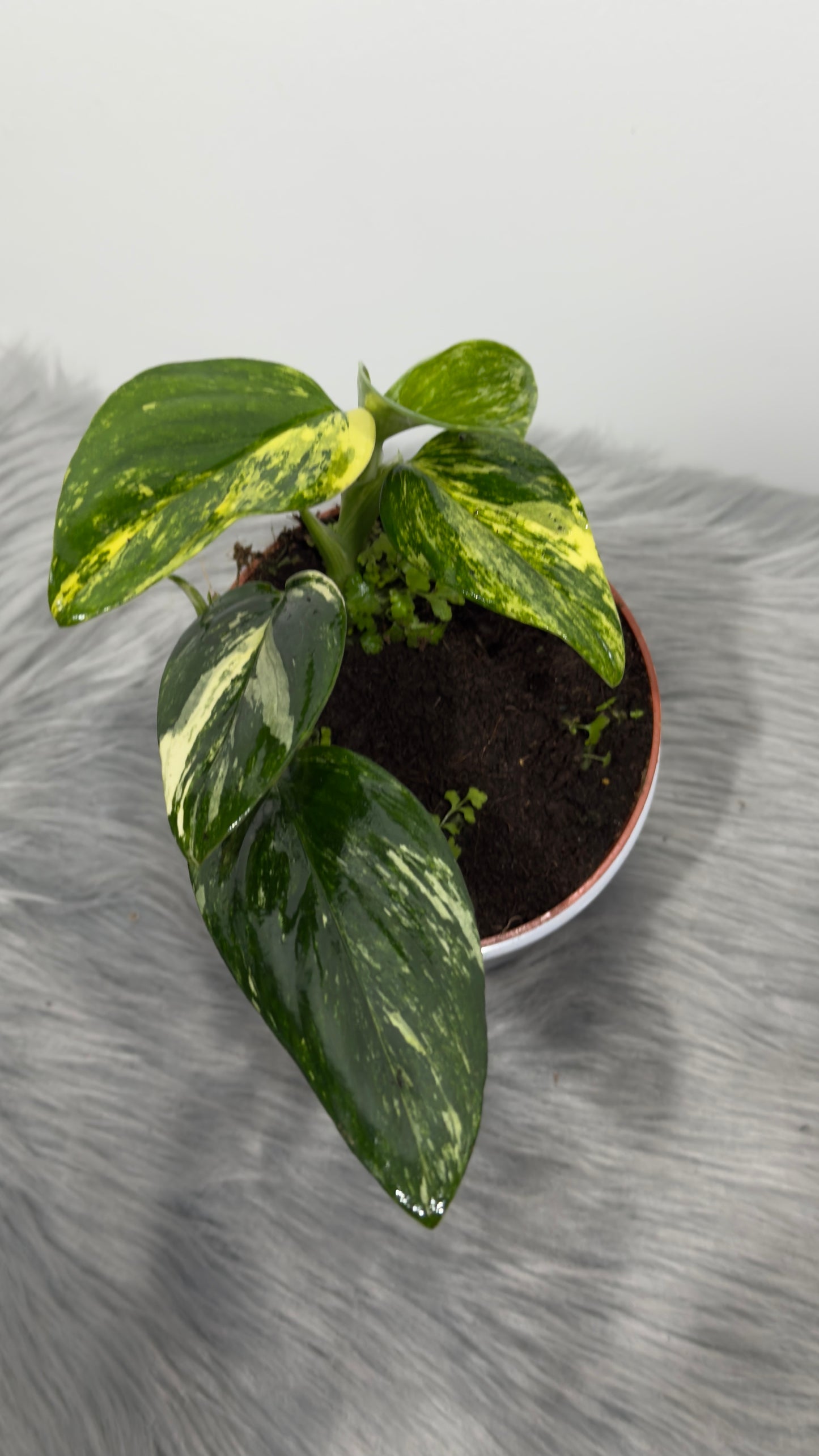 Monstera standleyana variegata - www.augi-plants.lv