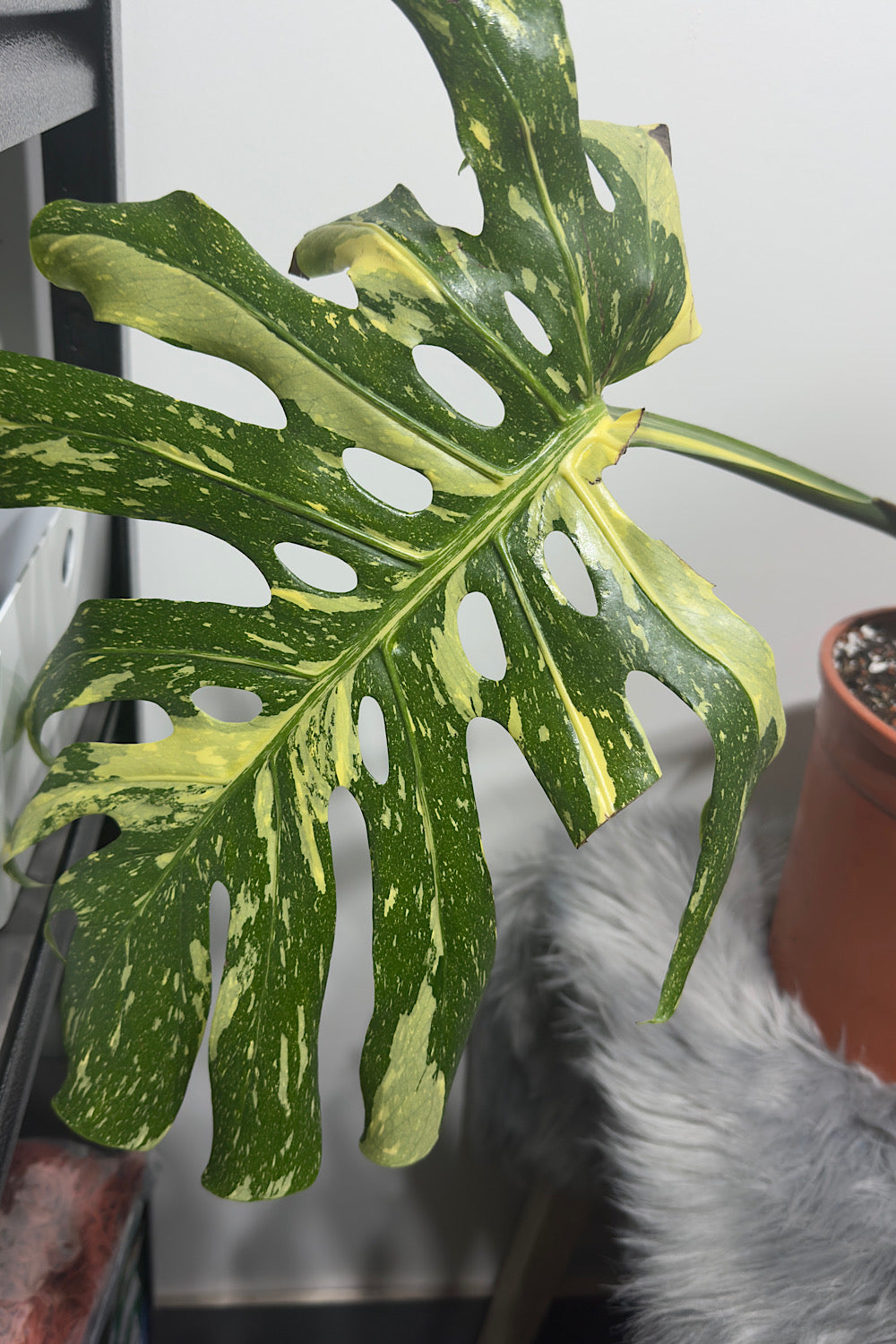 Monstera Thai Constellation 4