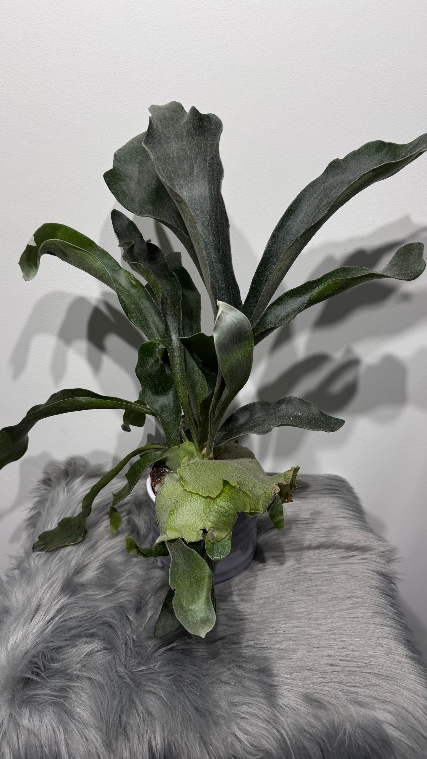 Platycerium Bifurcatum - www.augi-plants.lv