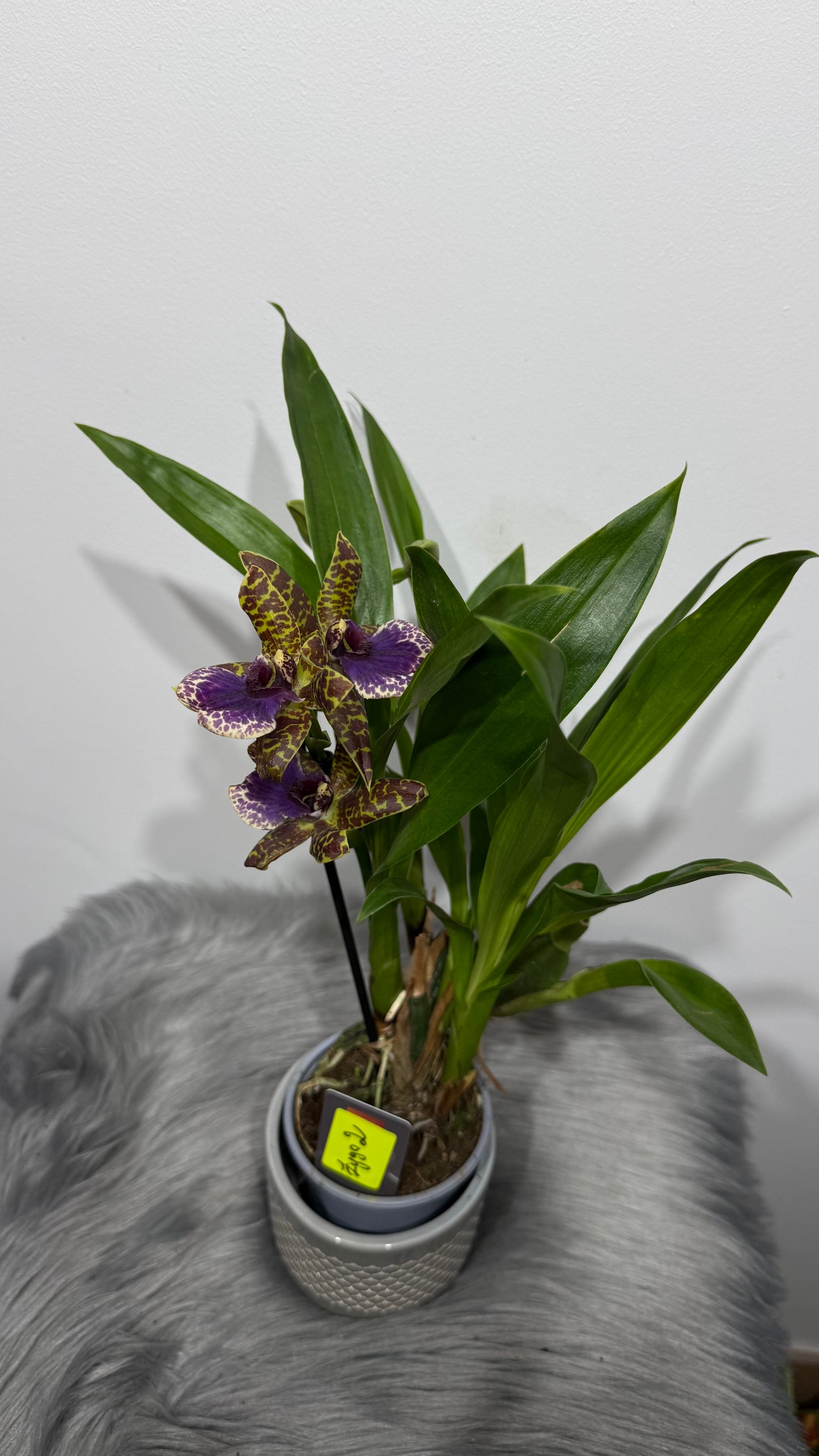 Orhideja Zygopetalum Louisendorf 2 SMARŽO!