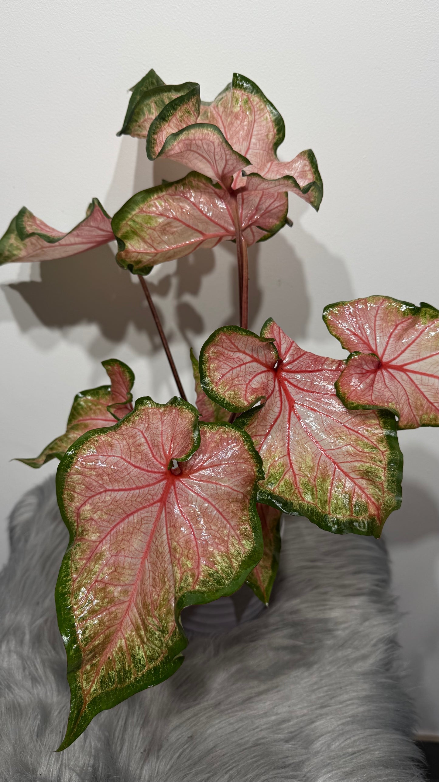 Caladium Chinook