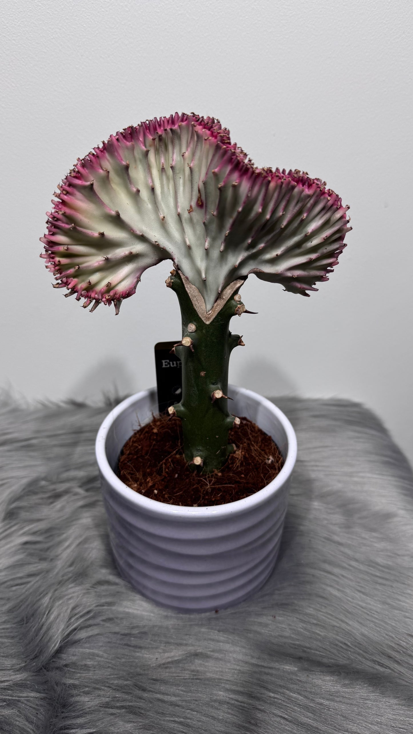 Euphorbia Cristata 2