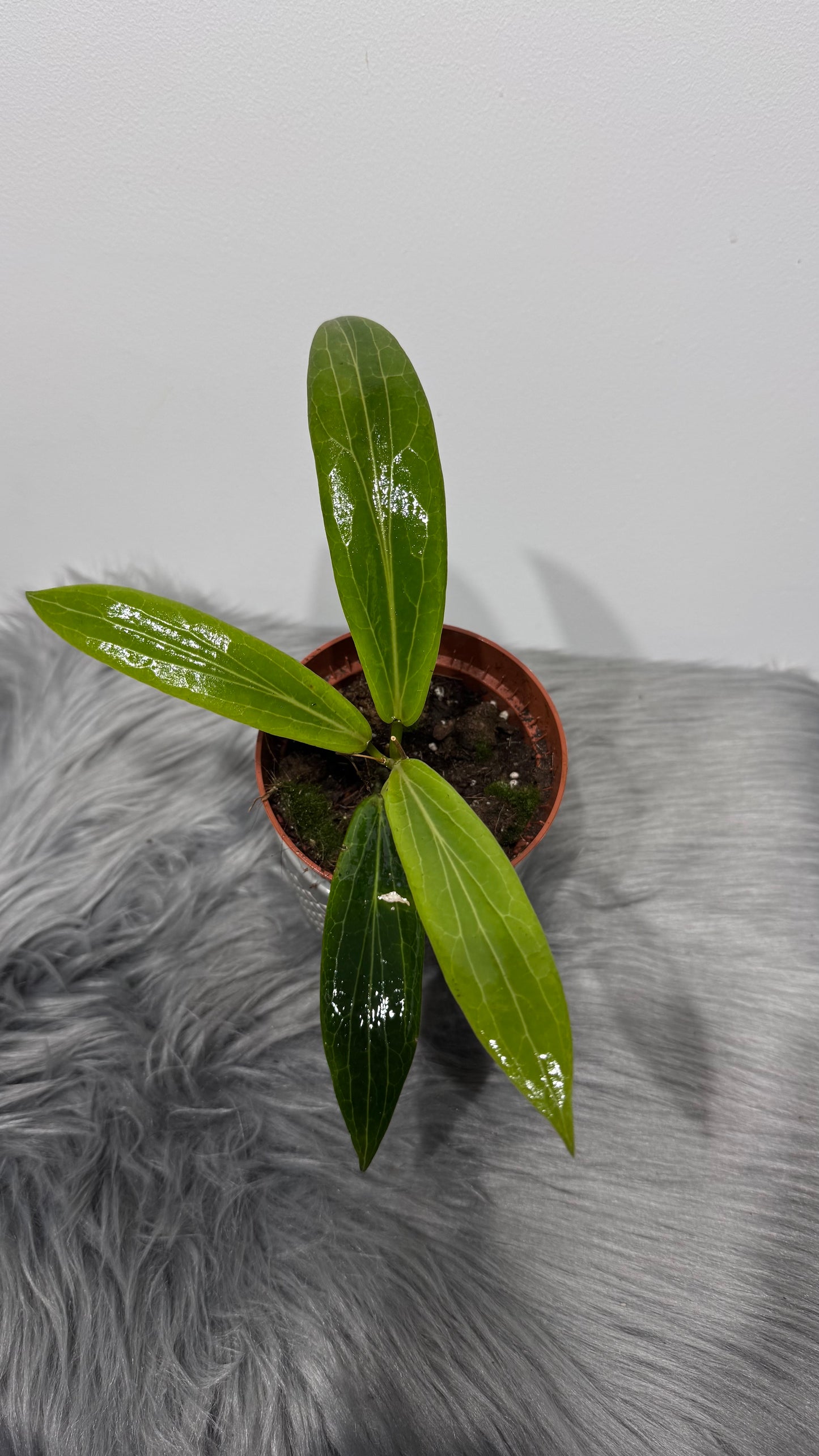 Hoya Soligamiana