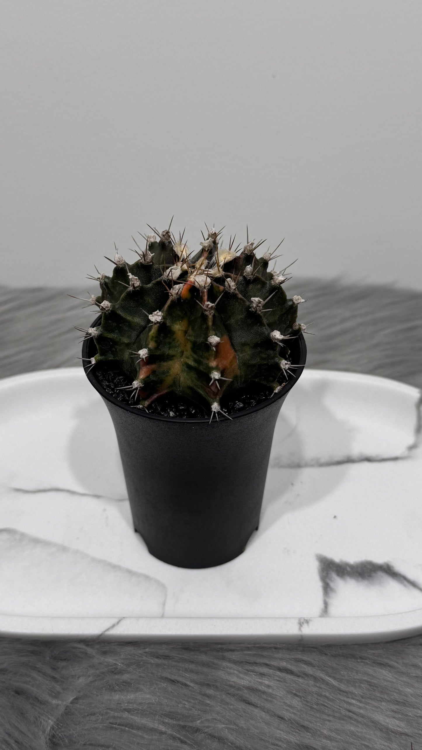 Gymnocalycium mihanovichii variegata