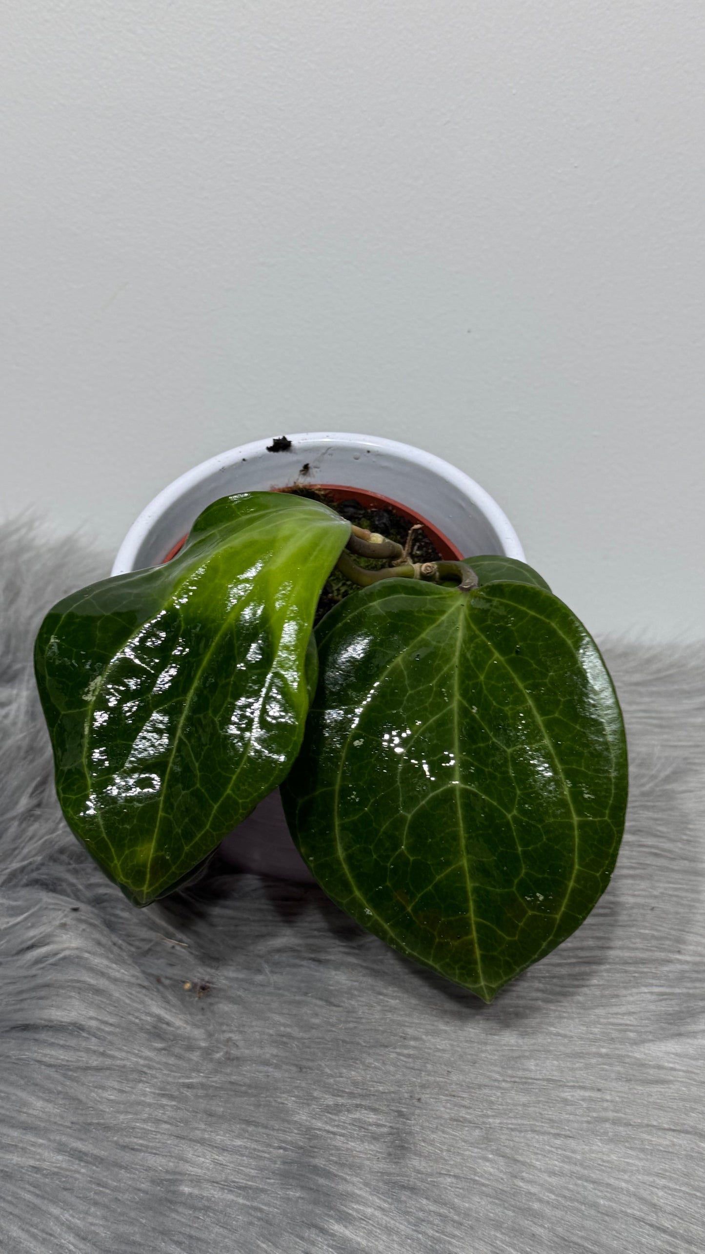 Hoya macrophylla Borneo