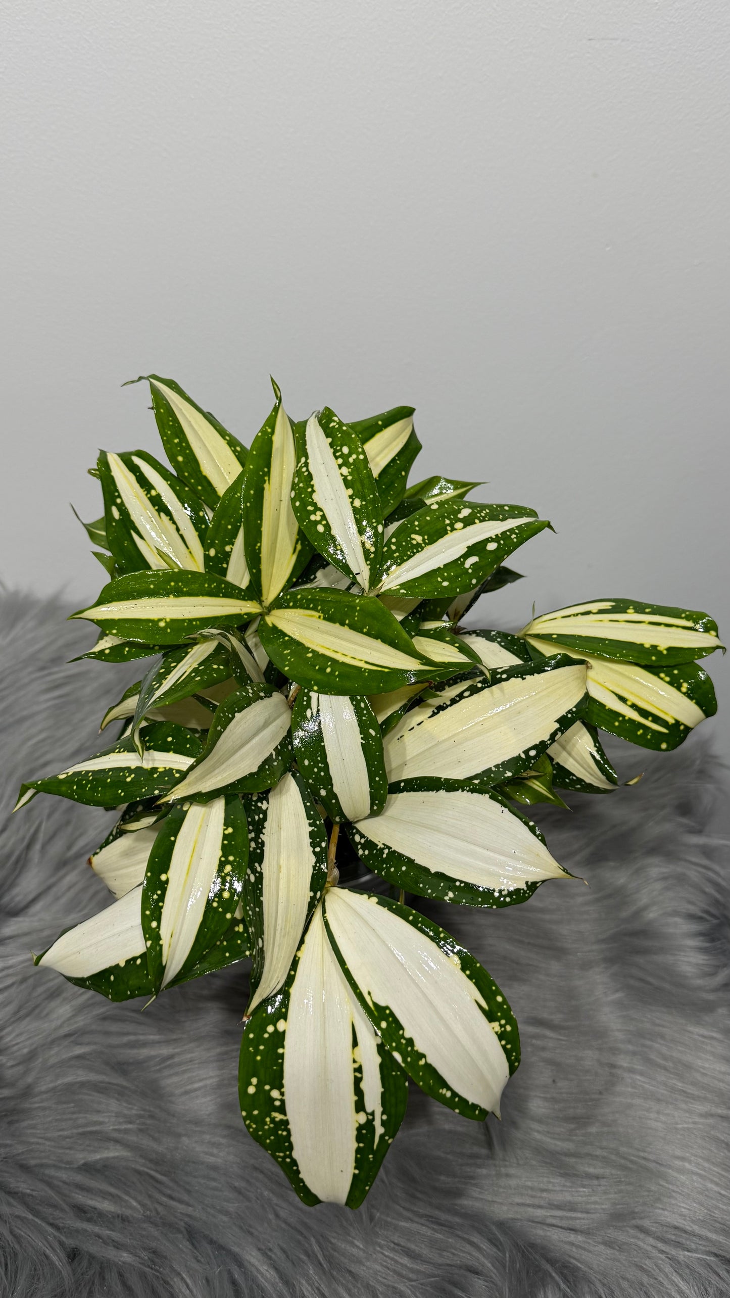 Dracaena Surculosa Milky Way