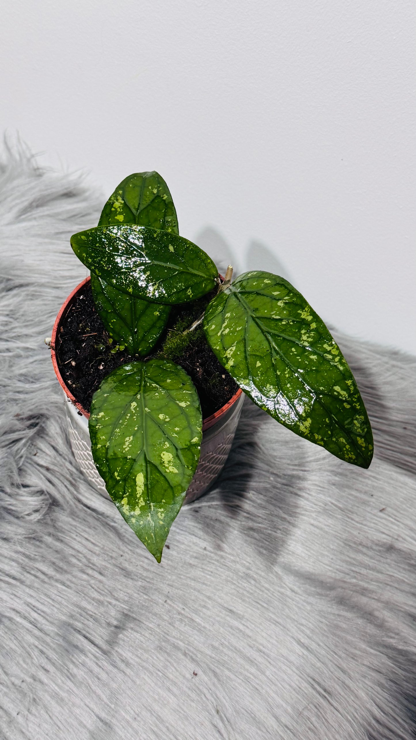 Hoya sp Aceh