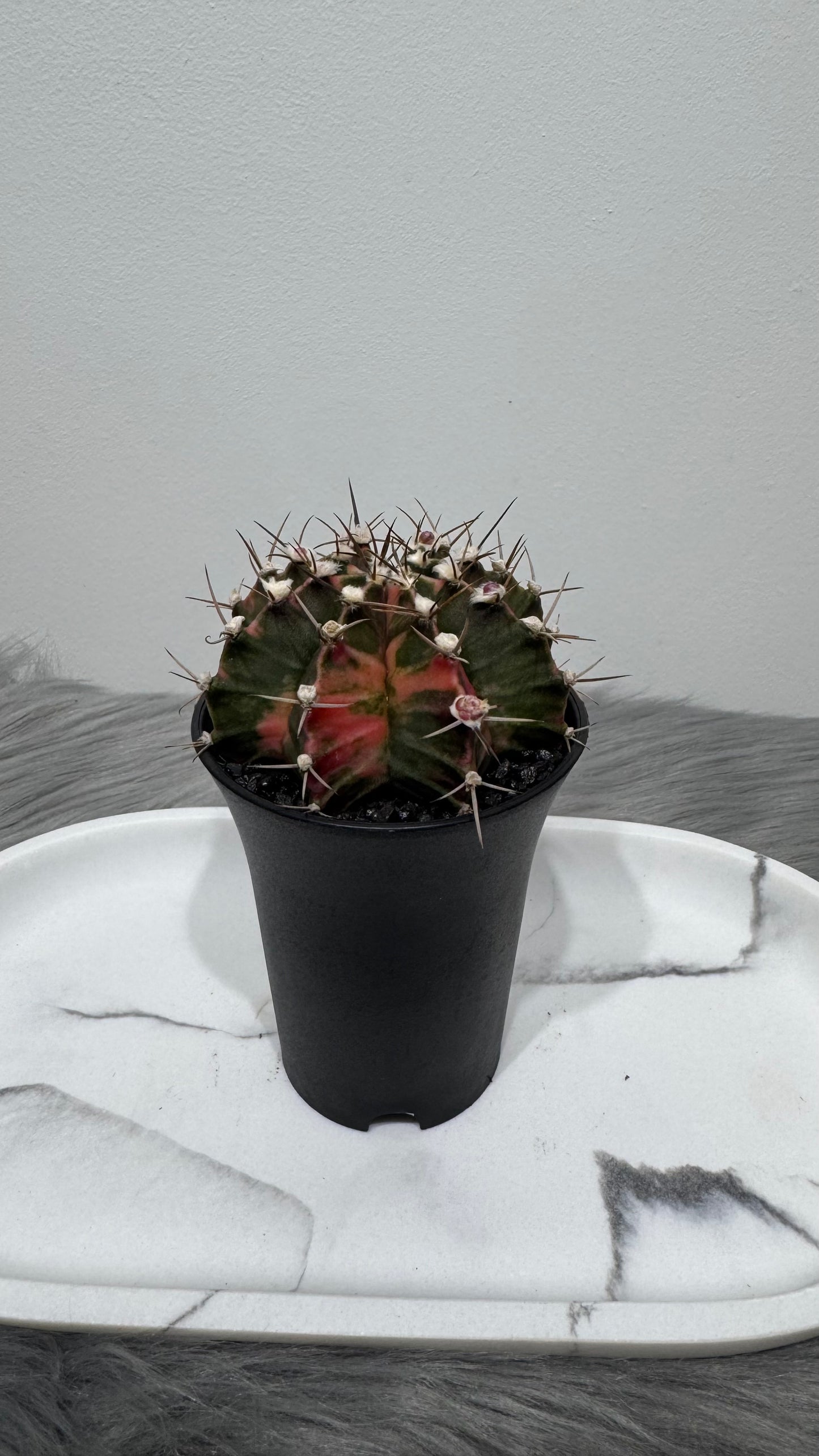 Gymnocalycium mihanovichii variegata