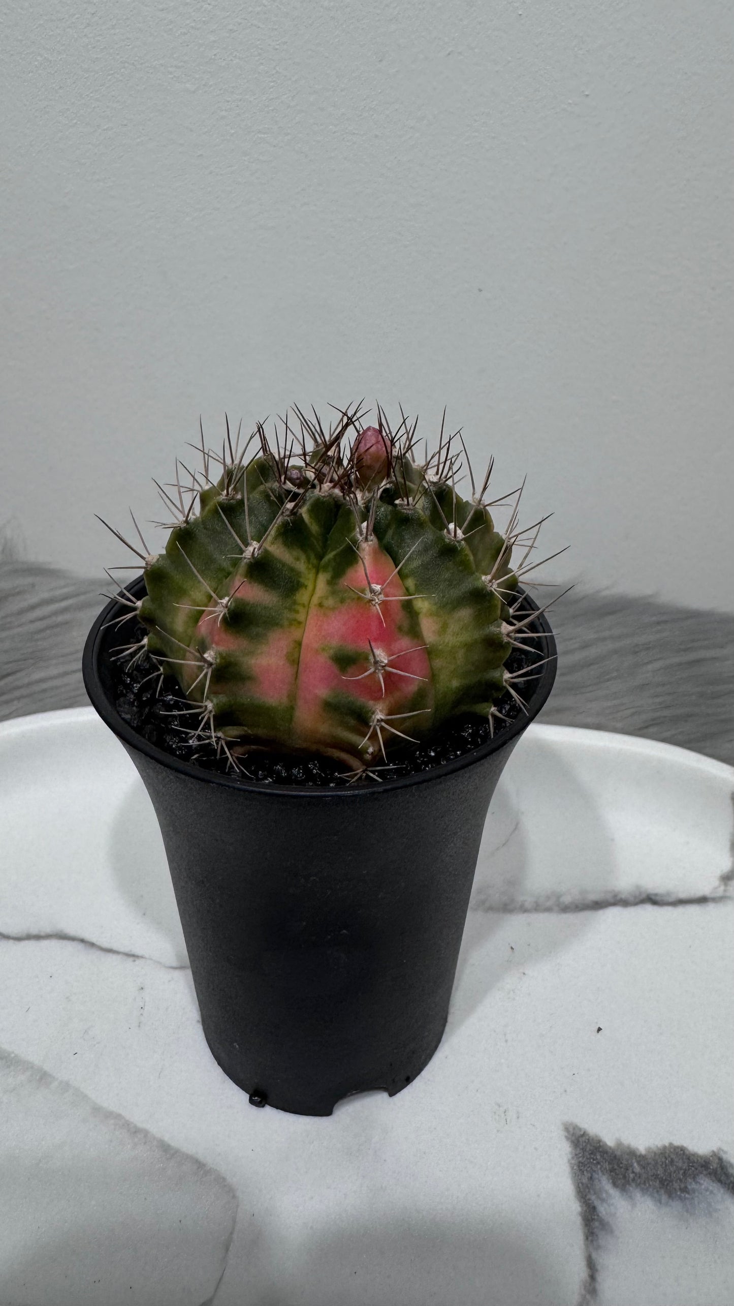 Gymnocalycium mihanovichii variegata