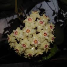 Hoya sp Ternate