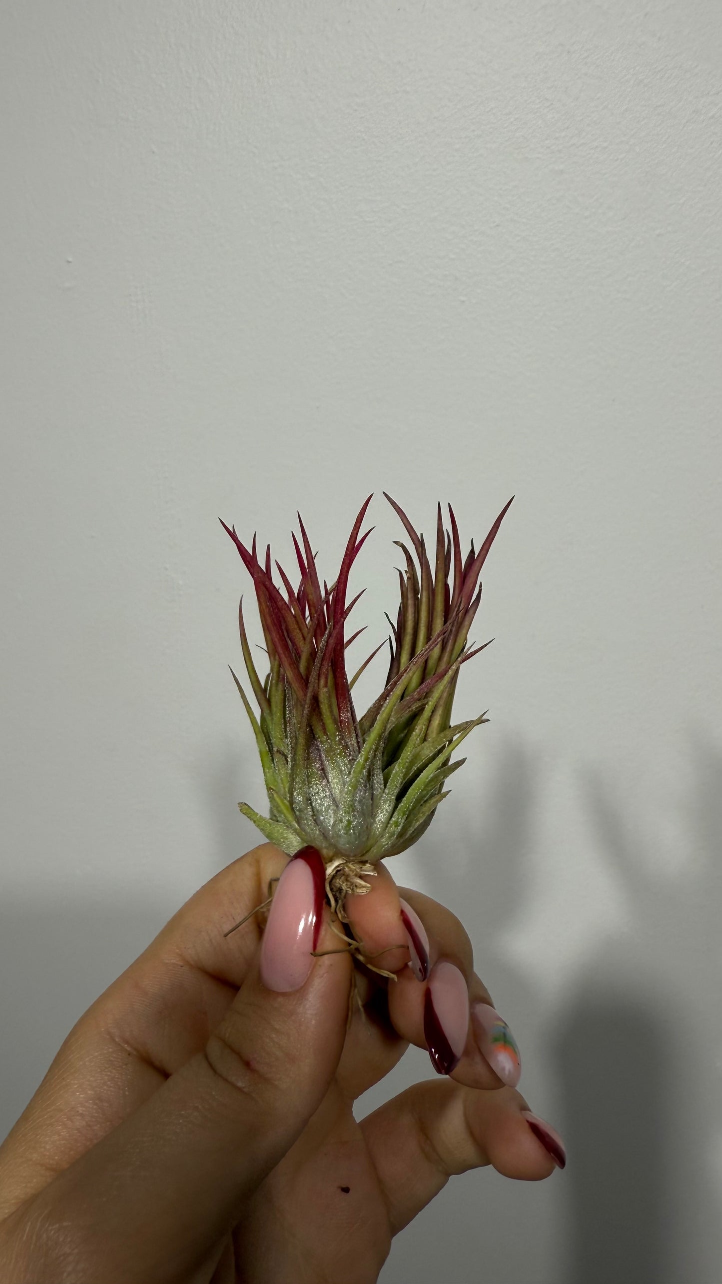 Tillandsia Air plant 4