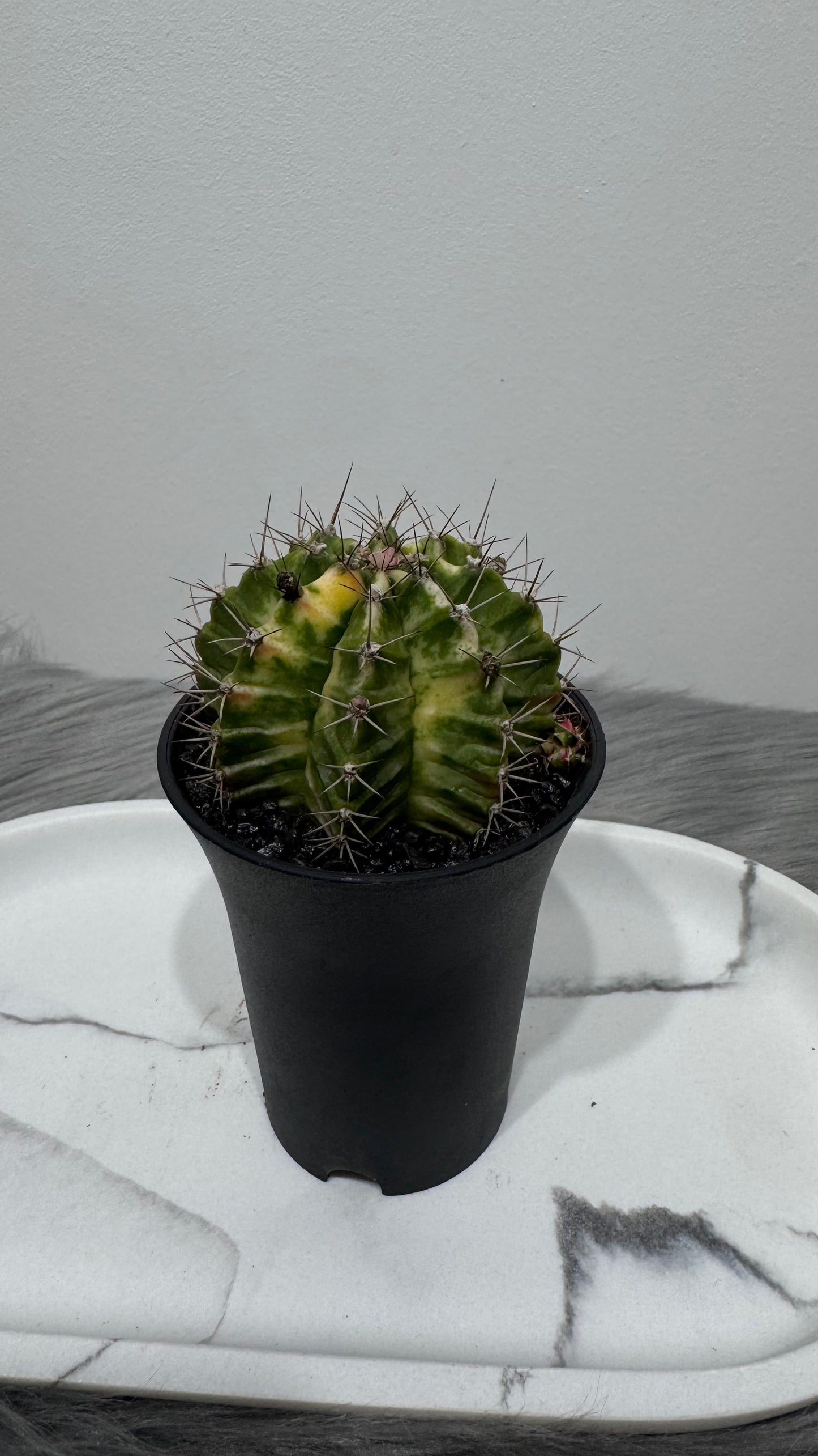 Gymnocalycium mihanovichii variegata
