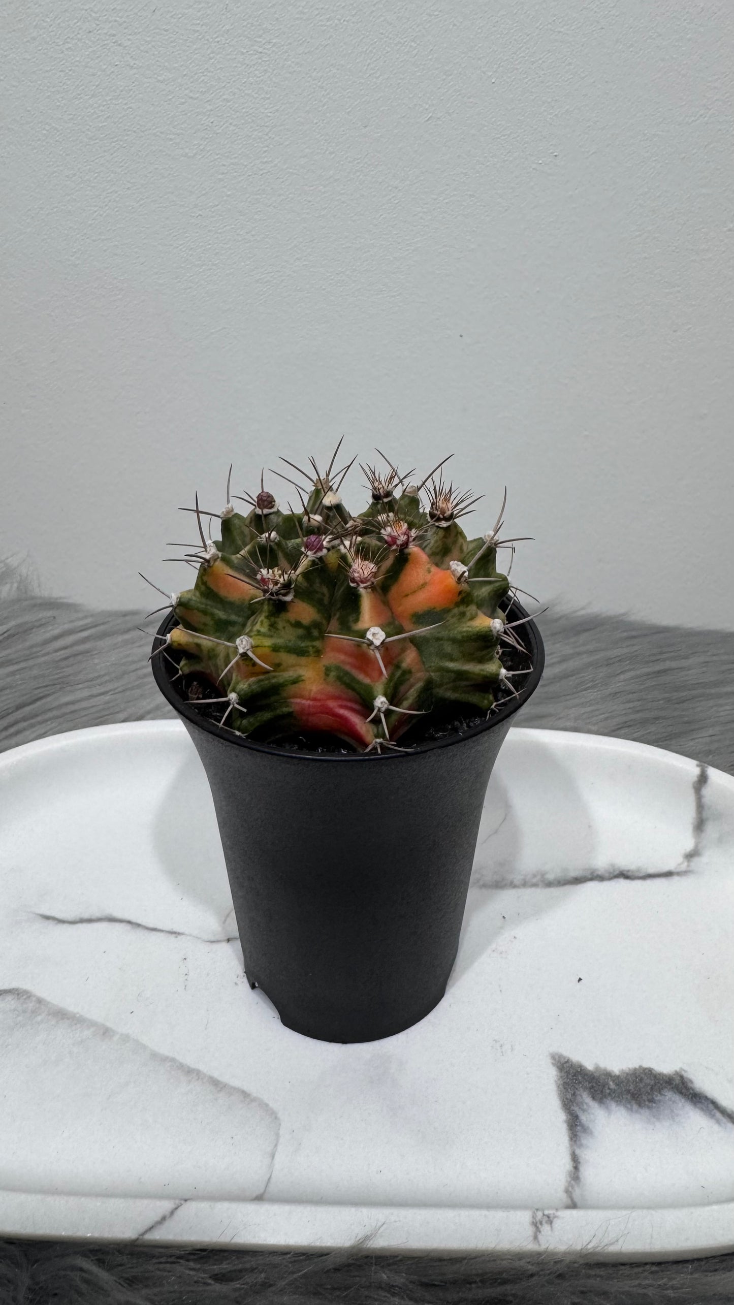Gymnocalycium mihanovichii variegata