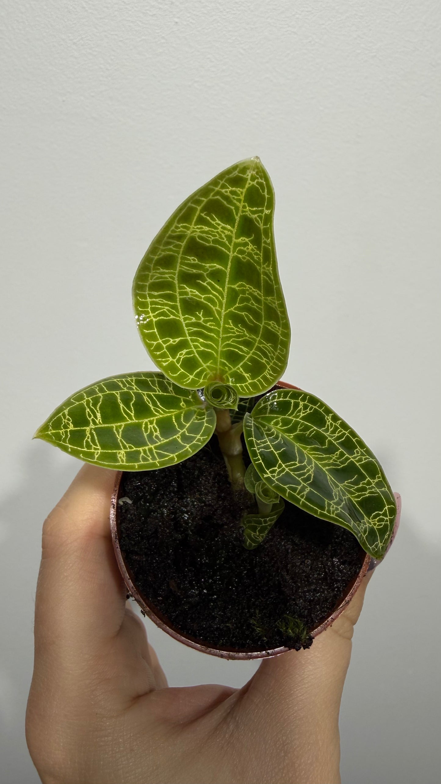 Jawel Orchid Macodes Petola