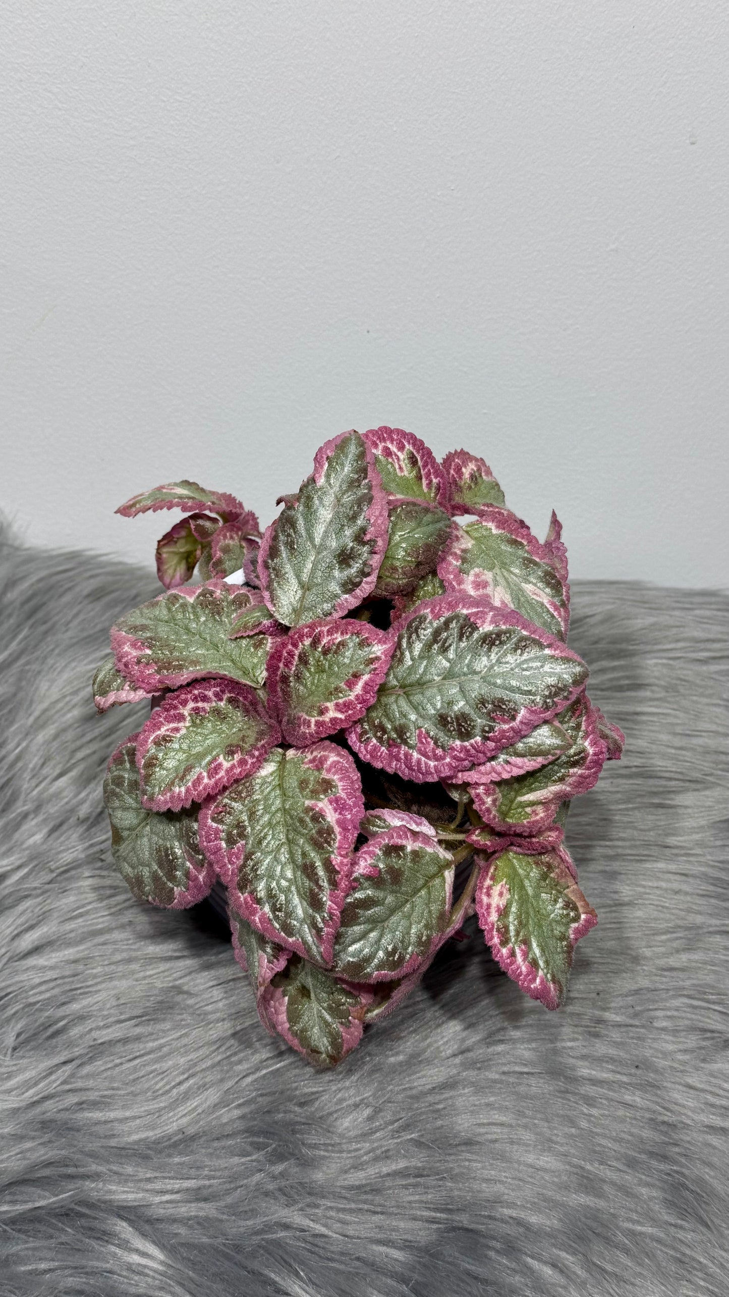 Episcia Pink Brocade