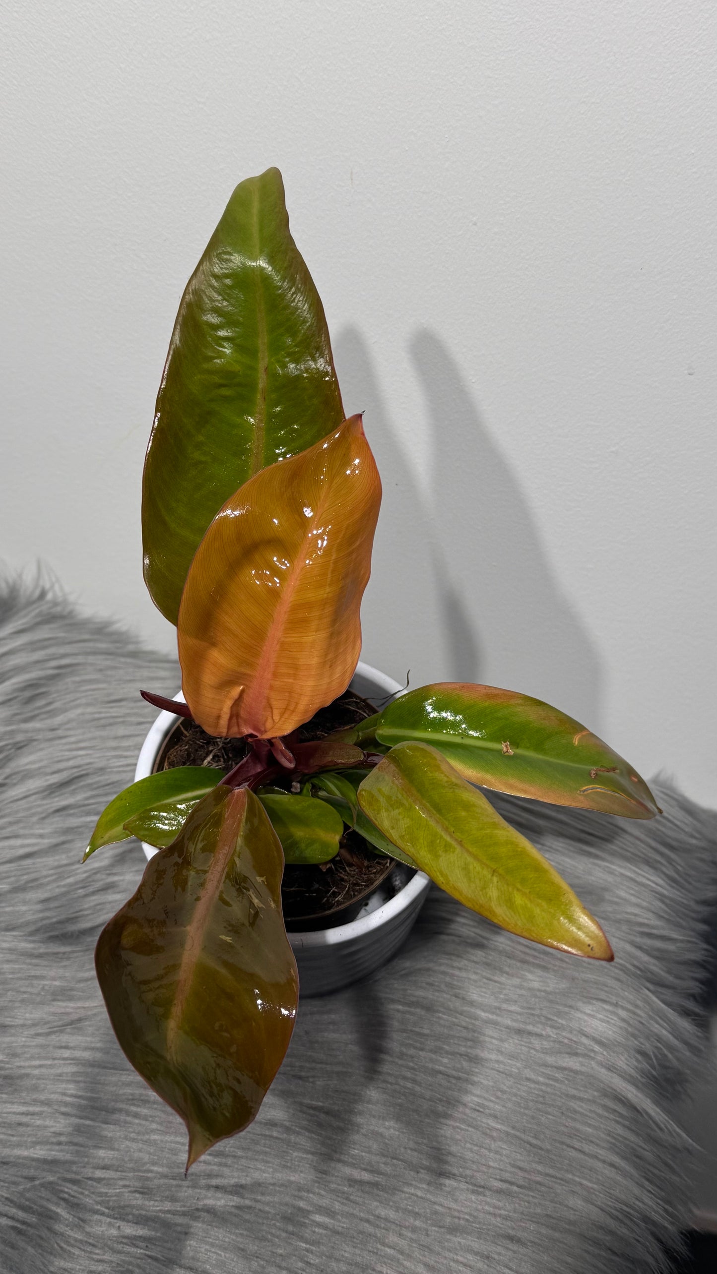 Philodendron Prince of orange