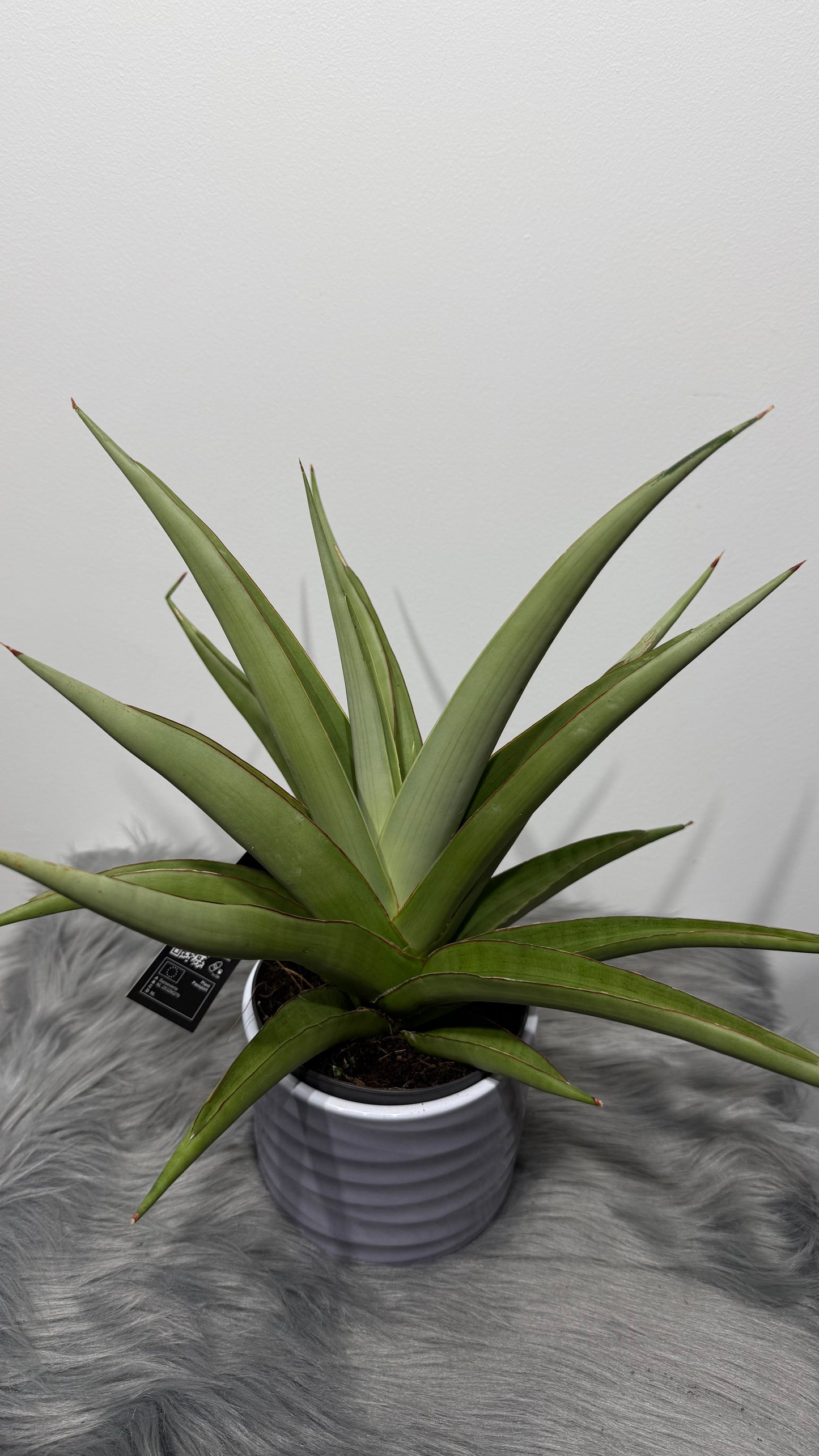 Sansevieria Comet Pastel Grey