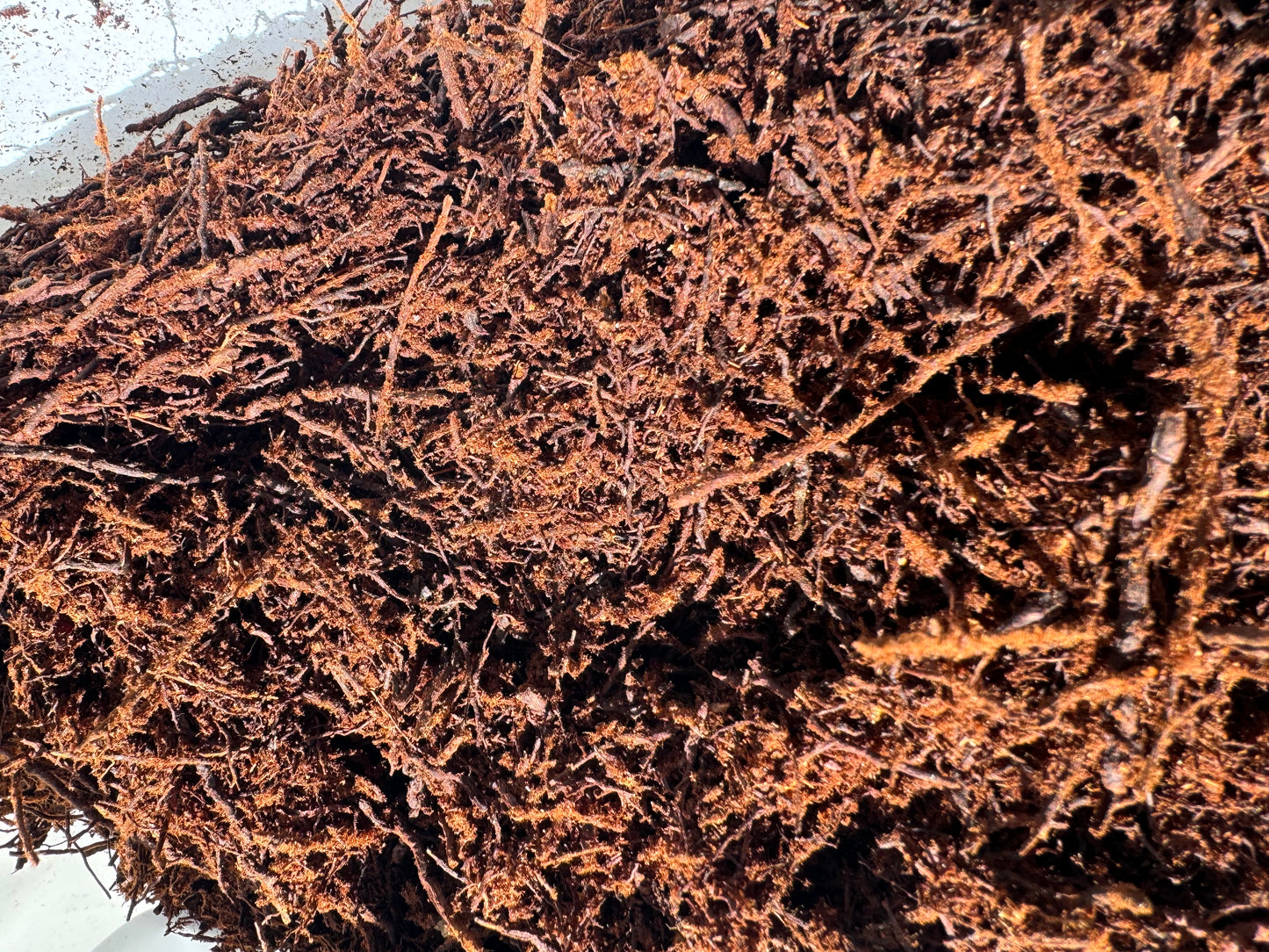 Tree Fern - www.augi-plants.lv