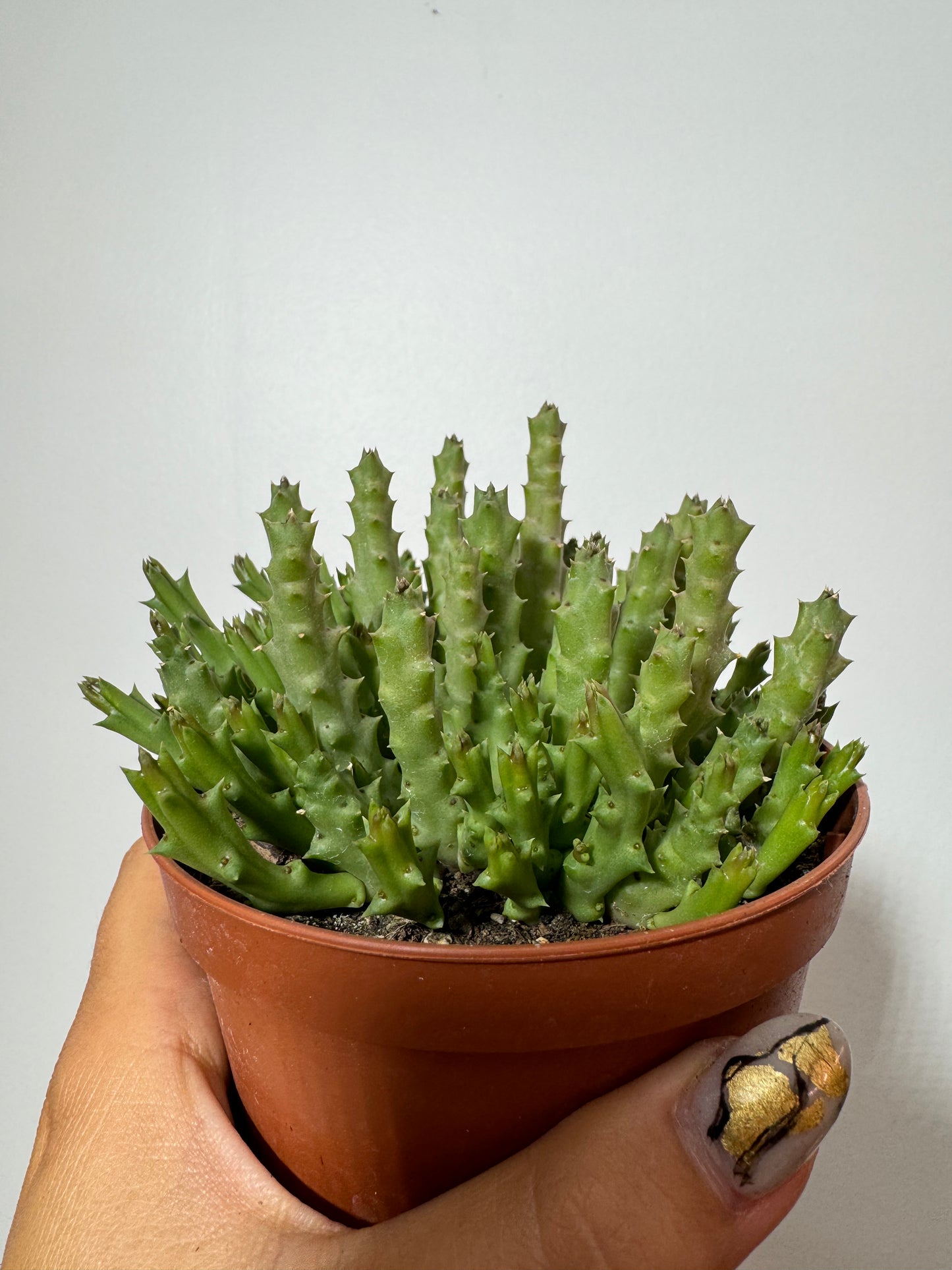 Stapelia Variegata - www.augi-plants.lv