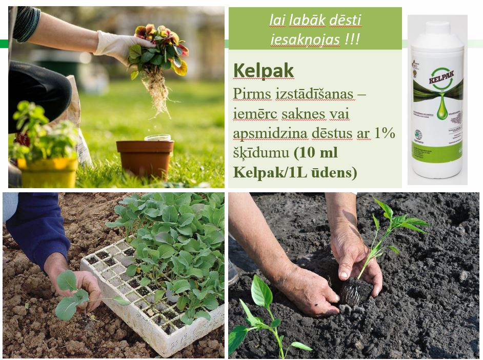 Удобрение способствует росту и укоренению Kelpak 125ml