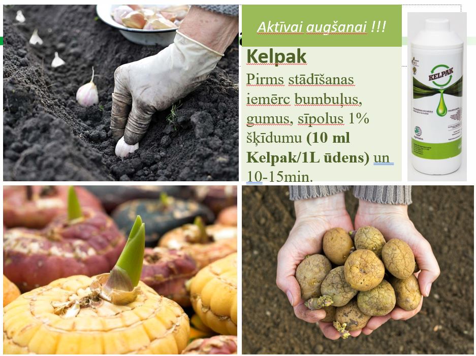 Удобрение способствует росту и укоренению Kelpak 125ml