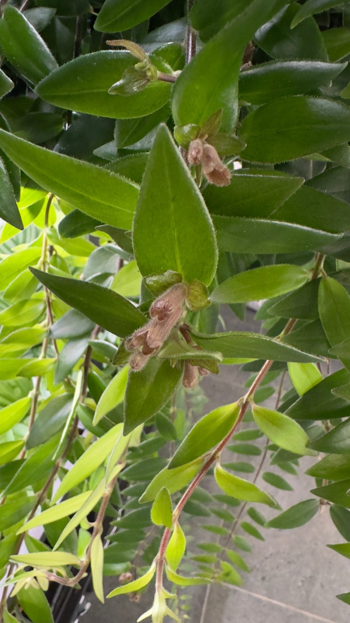 Aeschynanthus Caroline - www.augi-plants.lv