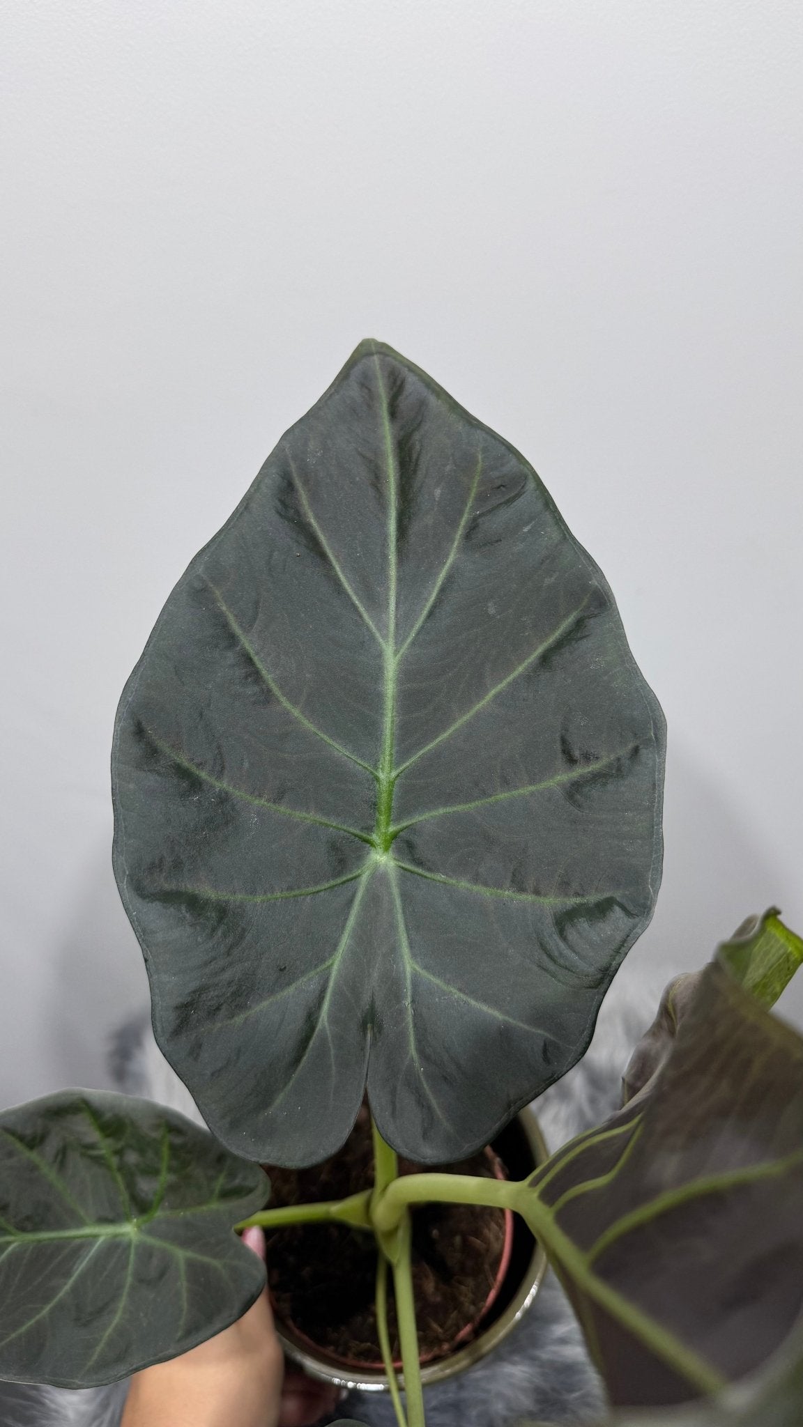Alocasia Regal Shields - www.augi-plants.lv
