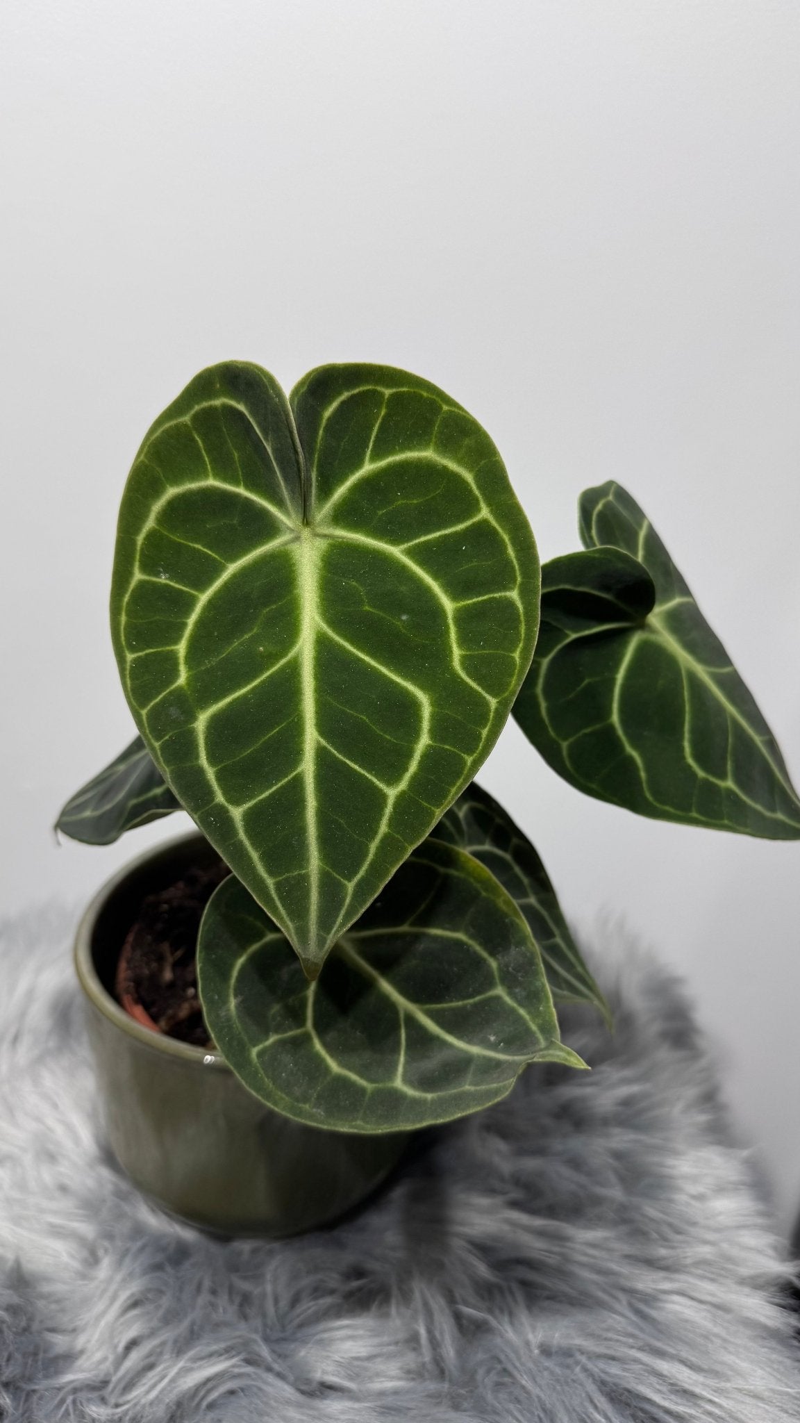 Anthurium Clarinervium - www.augi-plants.lv