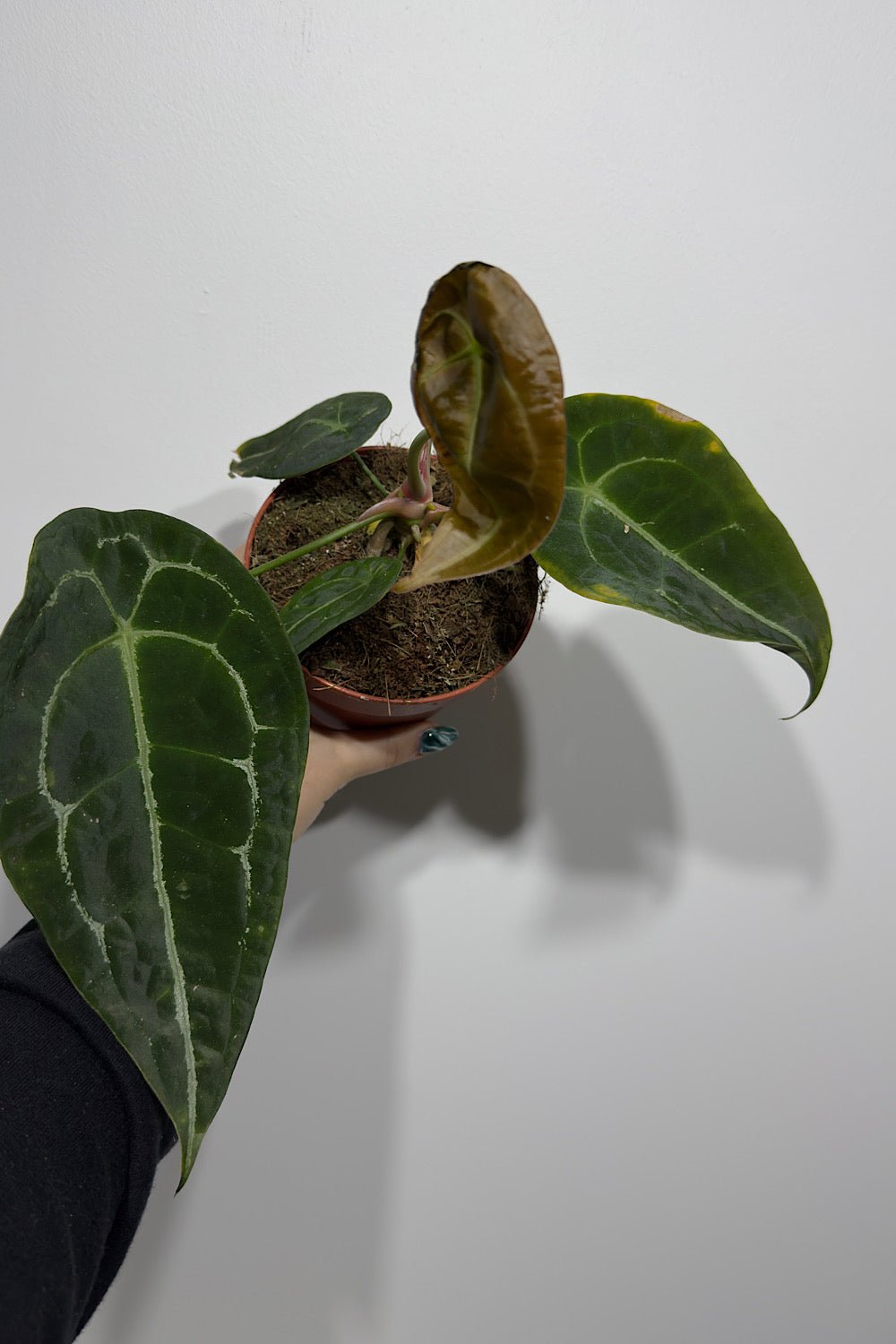 Anthurium Forgetti x nigrolaminum - www.augi-plants.lv