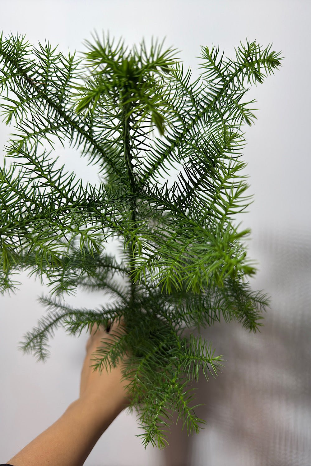 Araucaria Heterophyl - www.augi-plants.lv